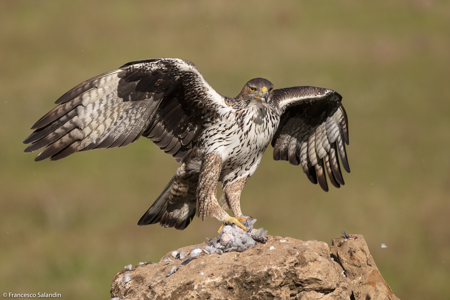 Bonelli's Eagle