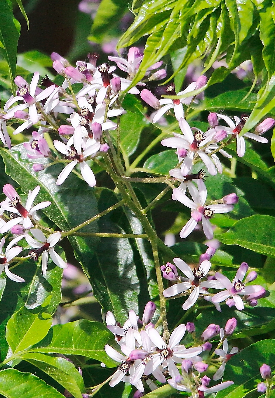flowers Melia azeradach (poisonous plant)