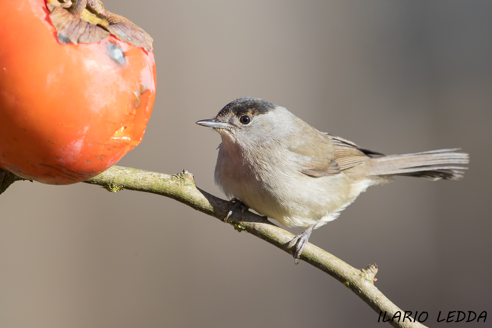 blackcap
