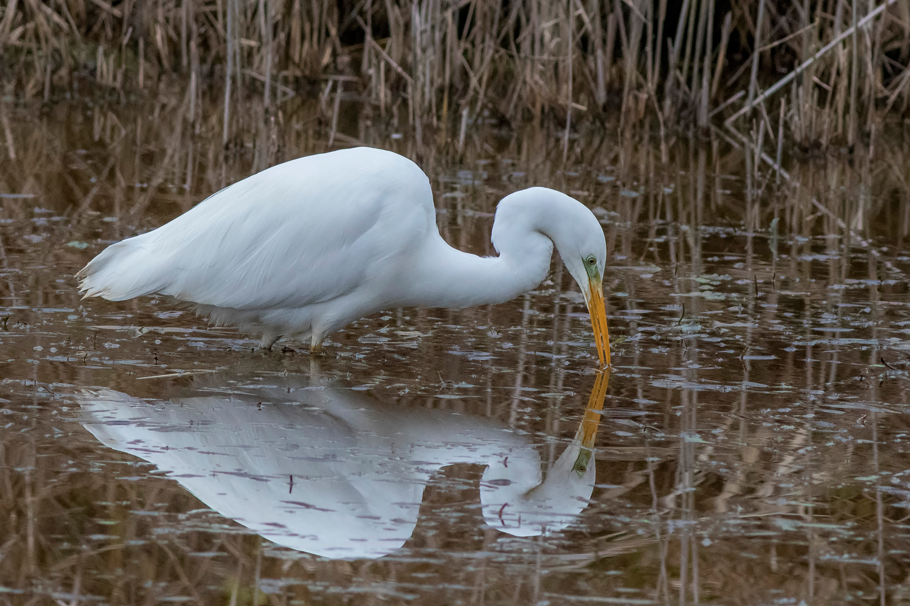Airone bianco maggiore