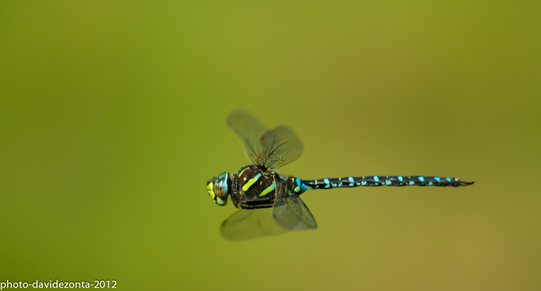 Dragonfly Asiago location Monte Corno