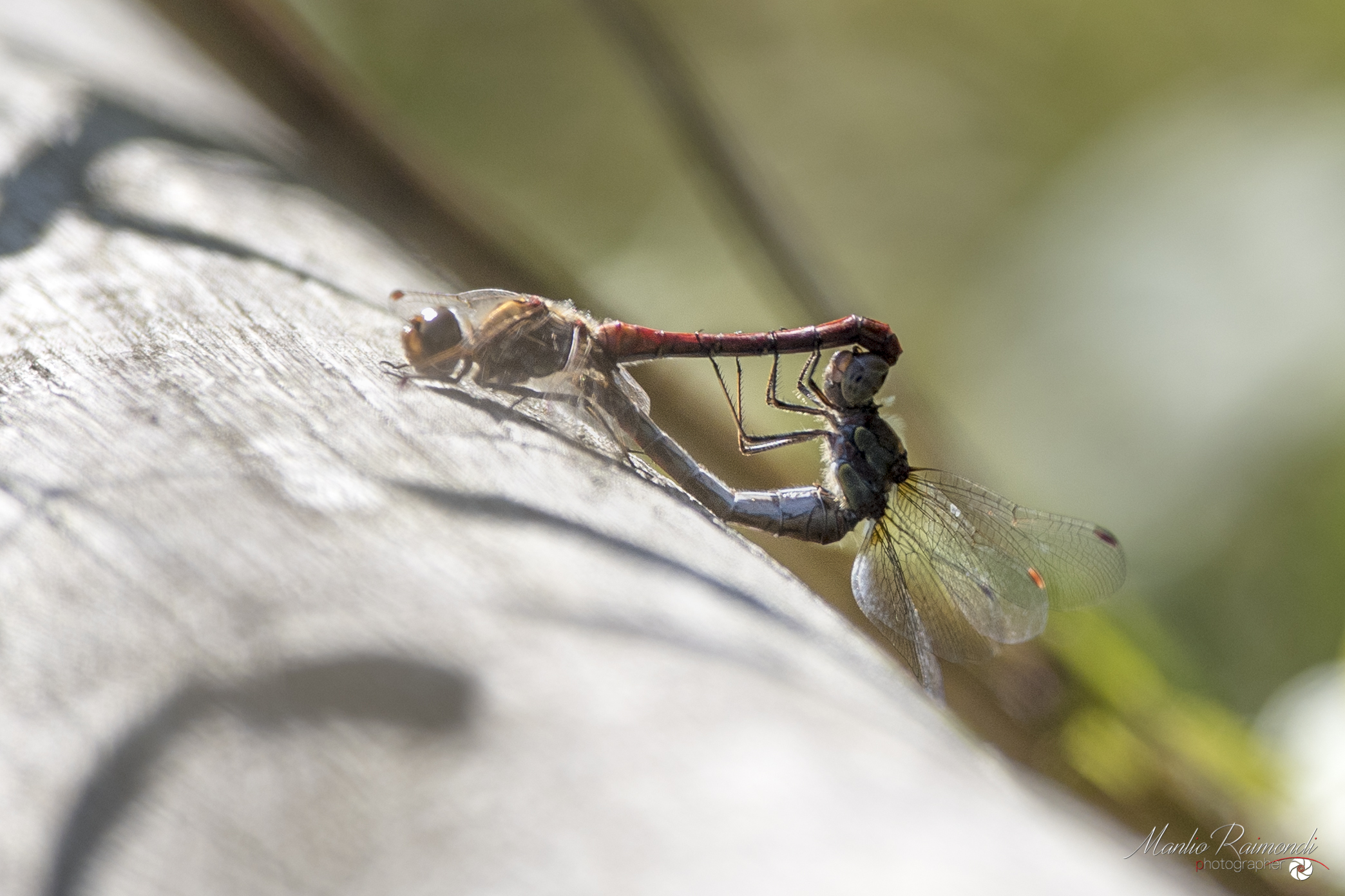 Libellule in accoppiamento