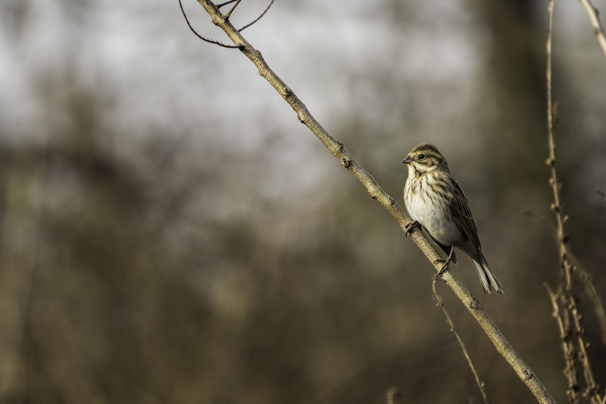 migliarino di palude