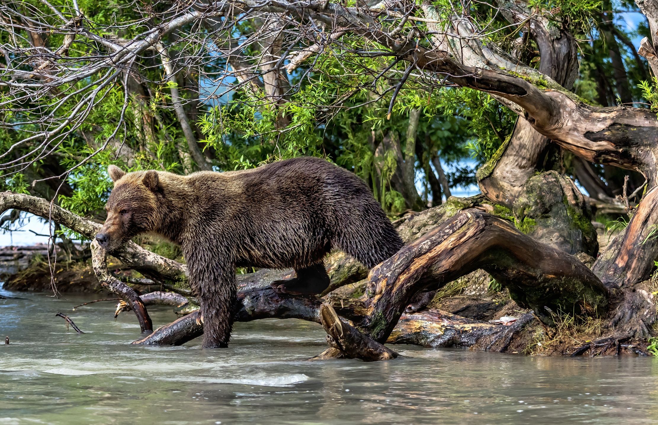 Kamchatka 2016 - Tra i rami
