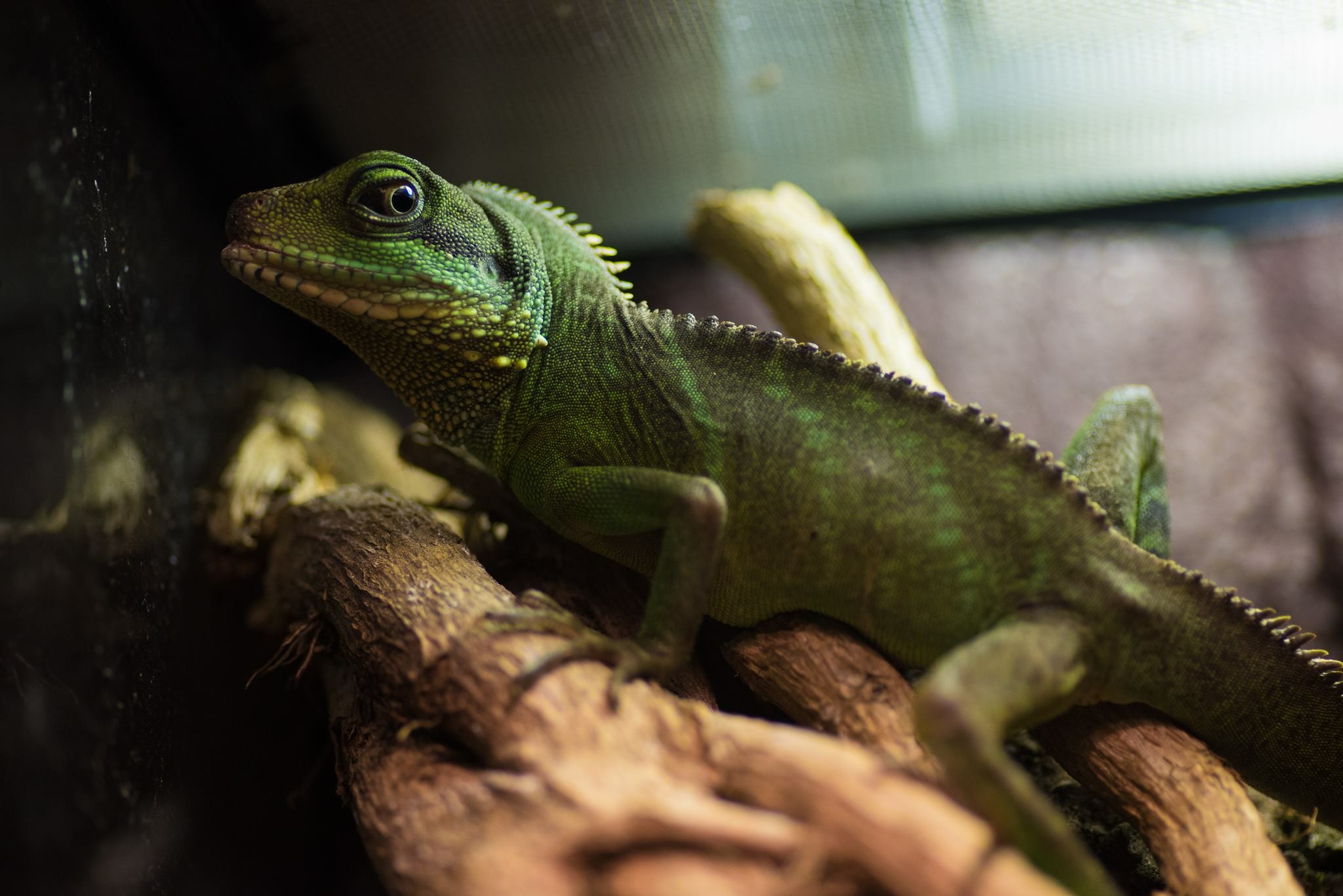 Drago d'acqua cinese