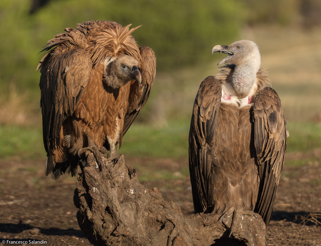 vultures