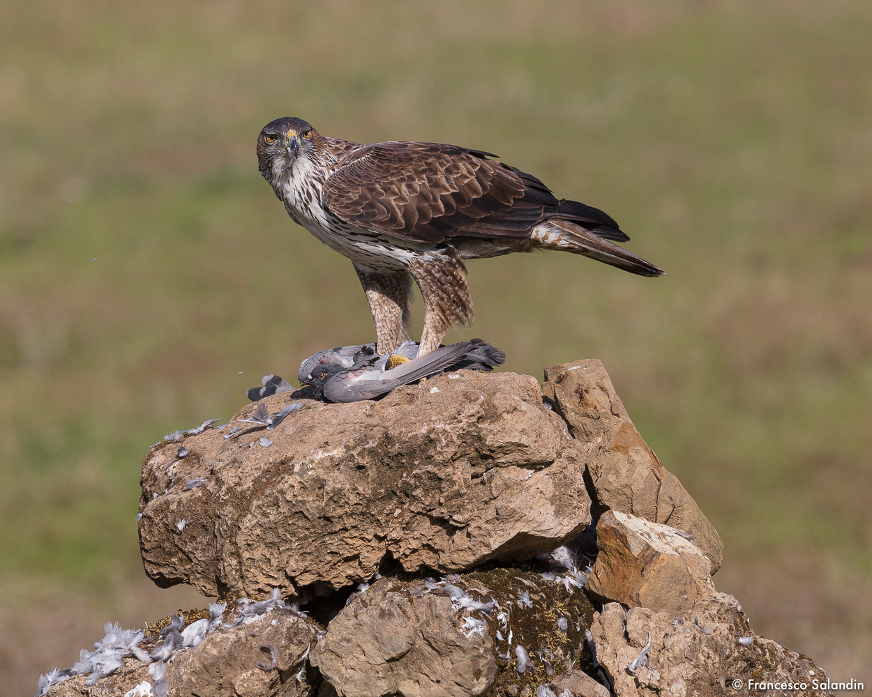 Bonelli's Eagle