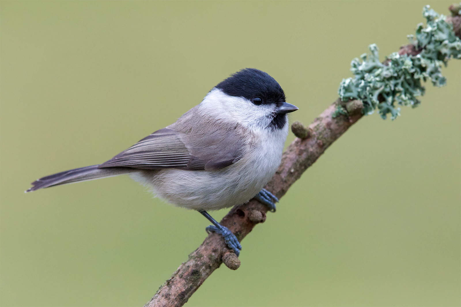 Marsh tit