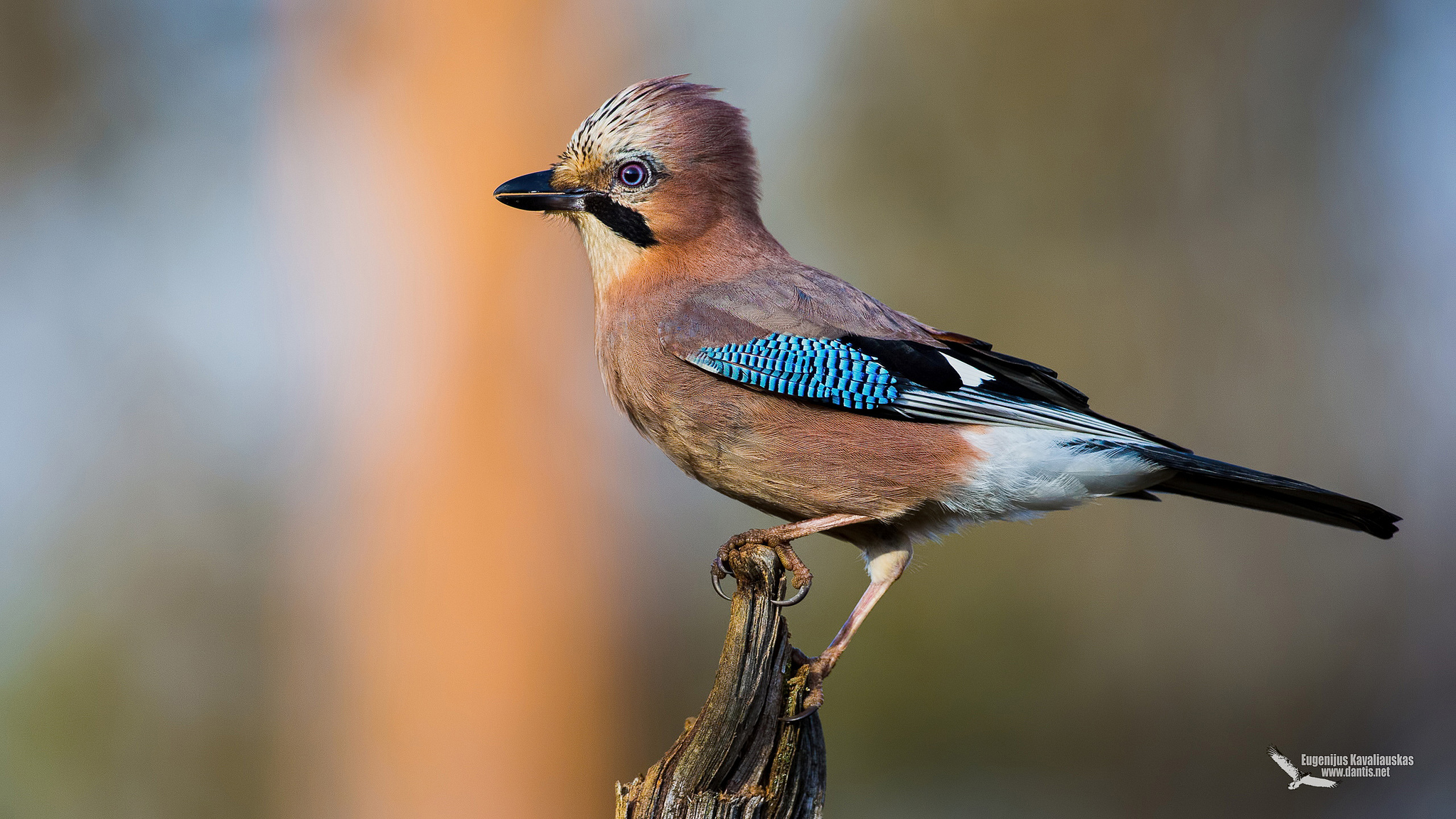 Eurasian Jay (Garrulus glandarius)