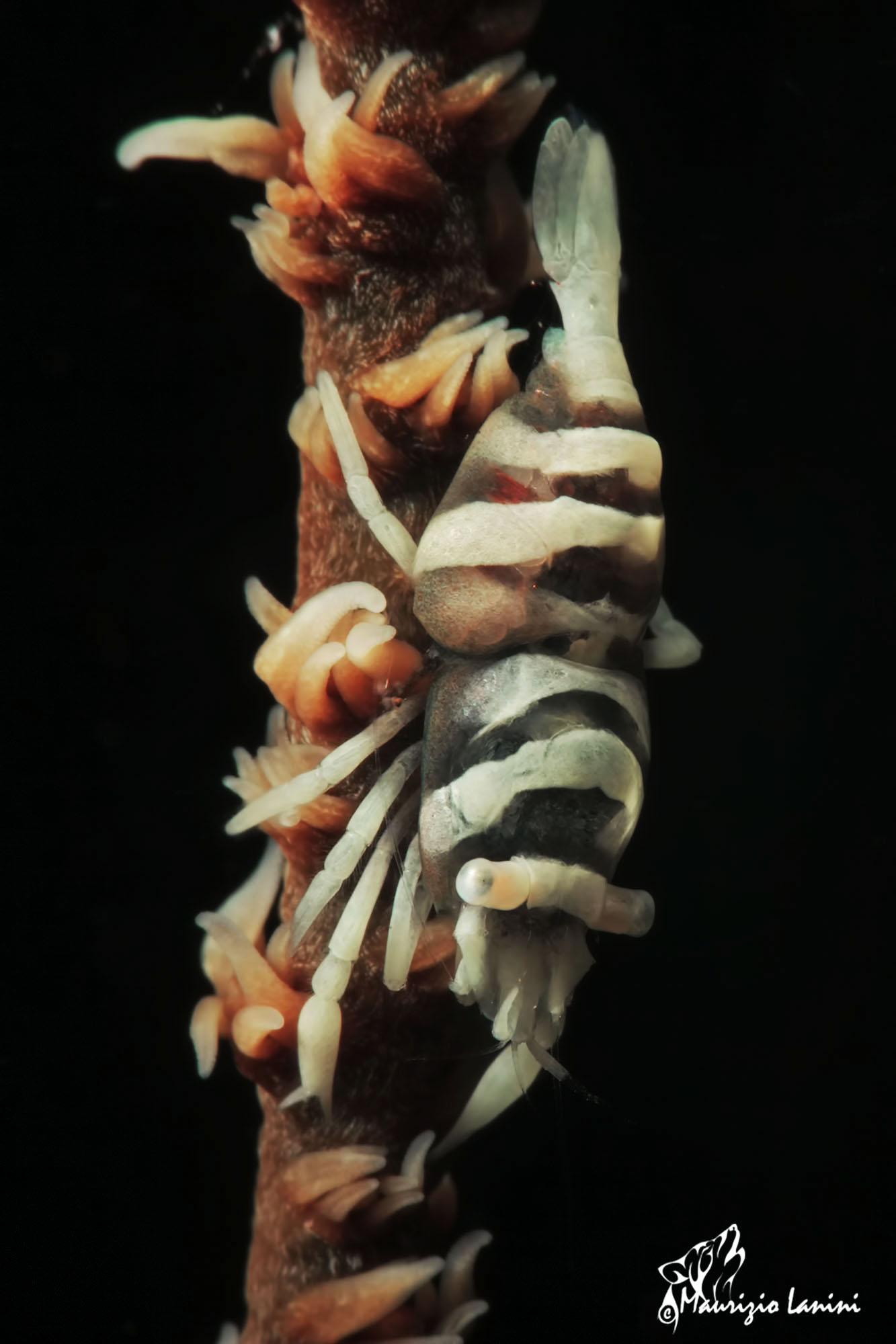 Shrimp symbiont (HD)