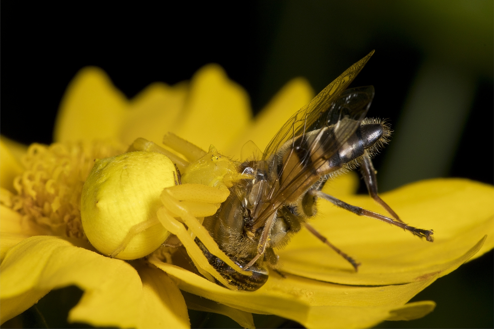Crab spider and prey