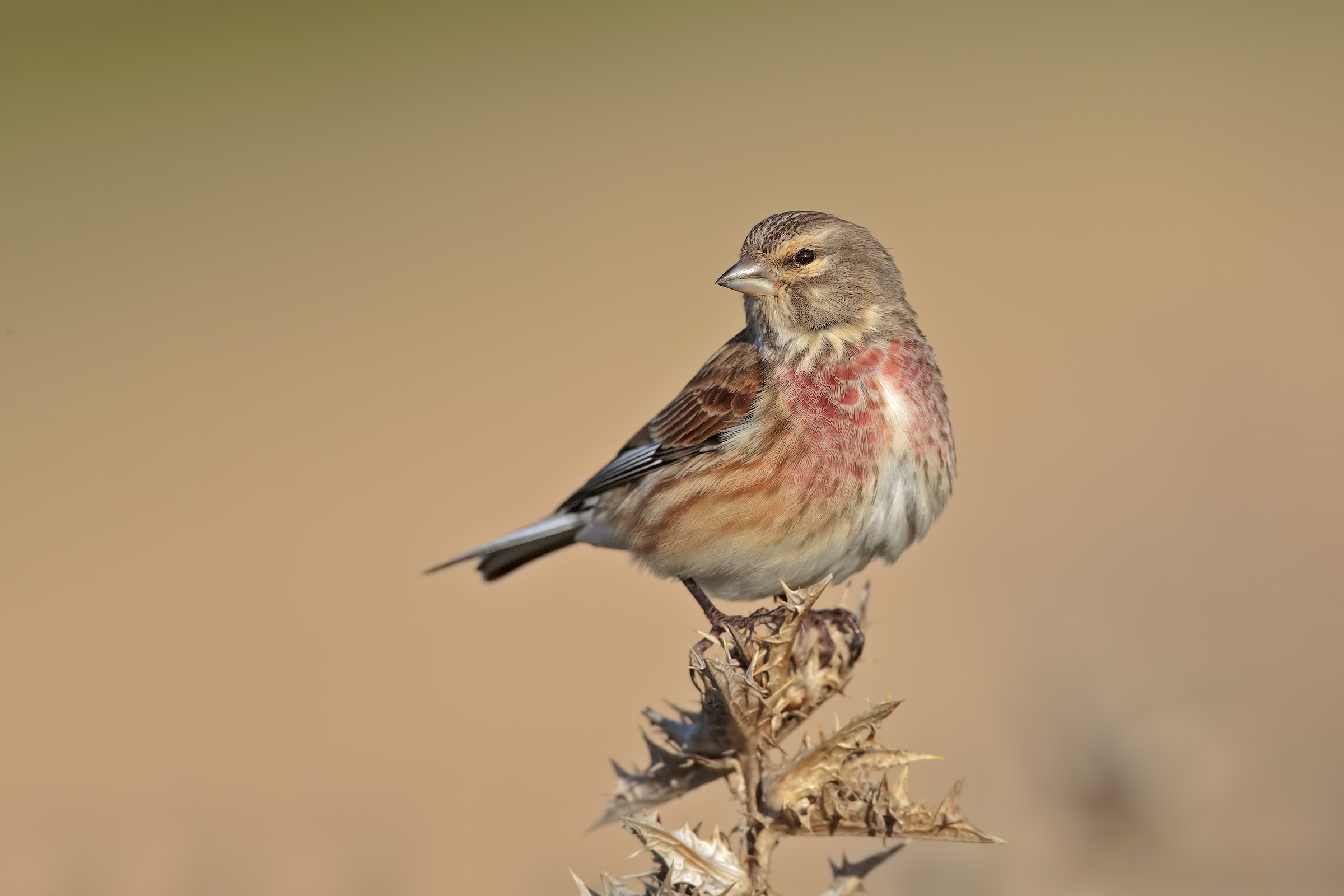 Linnet