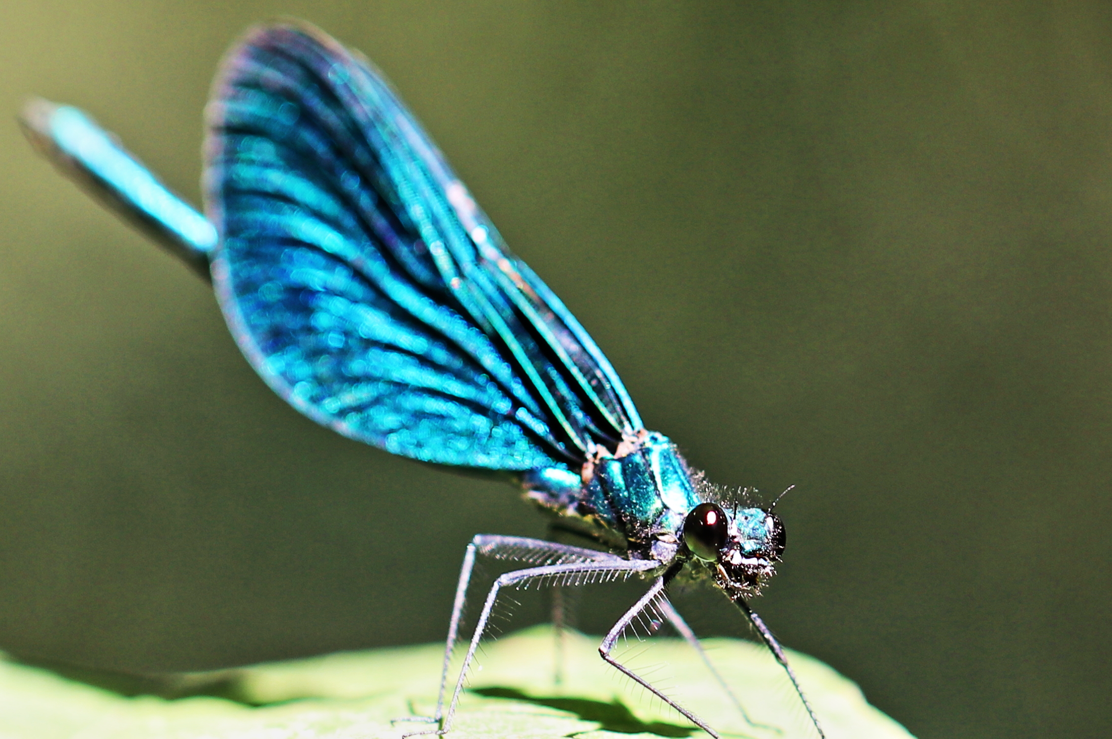 Libellula azzurra