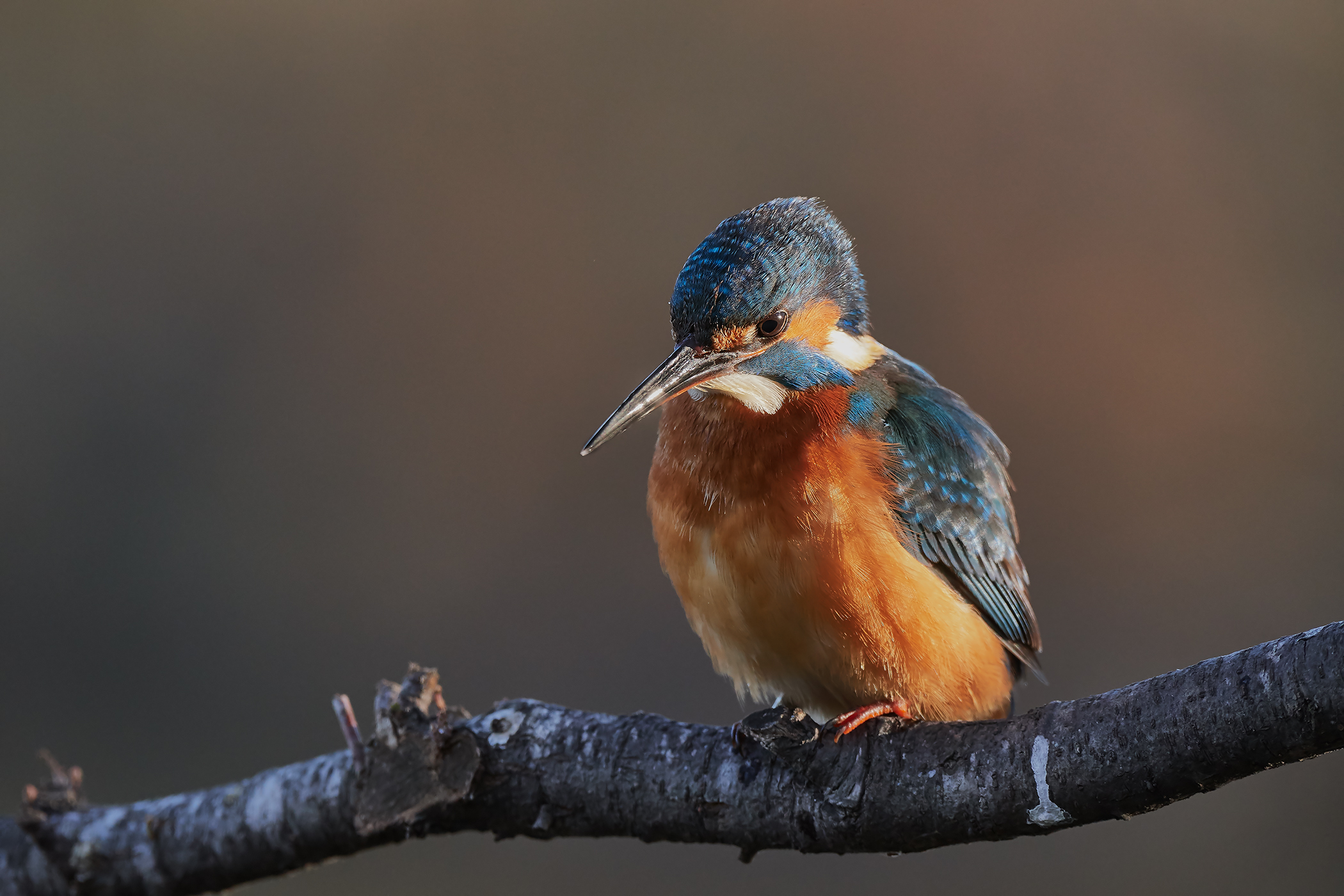 Alcedo atthis