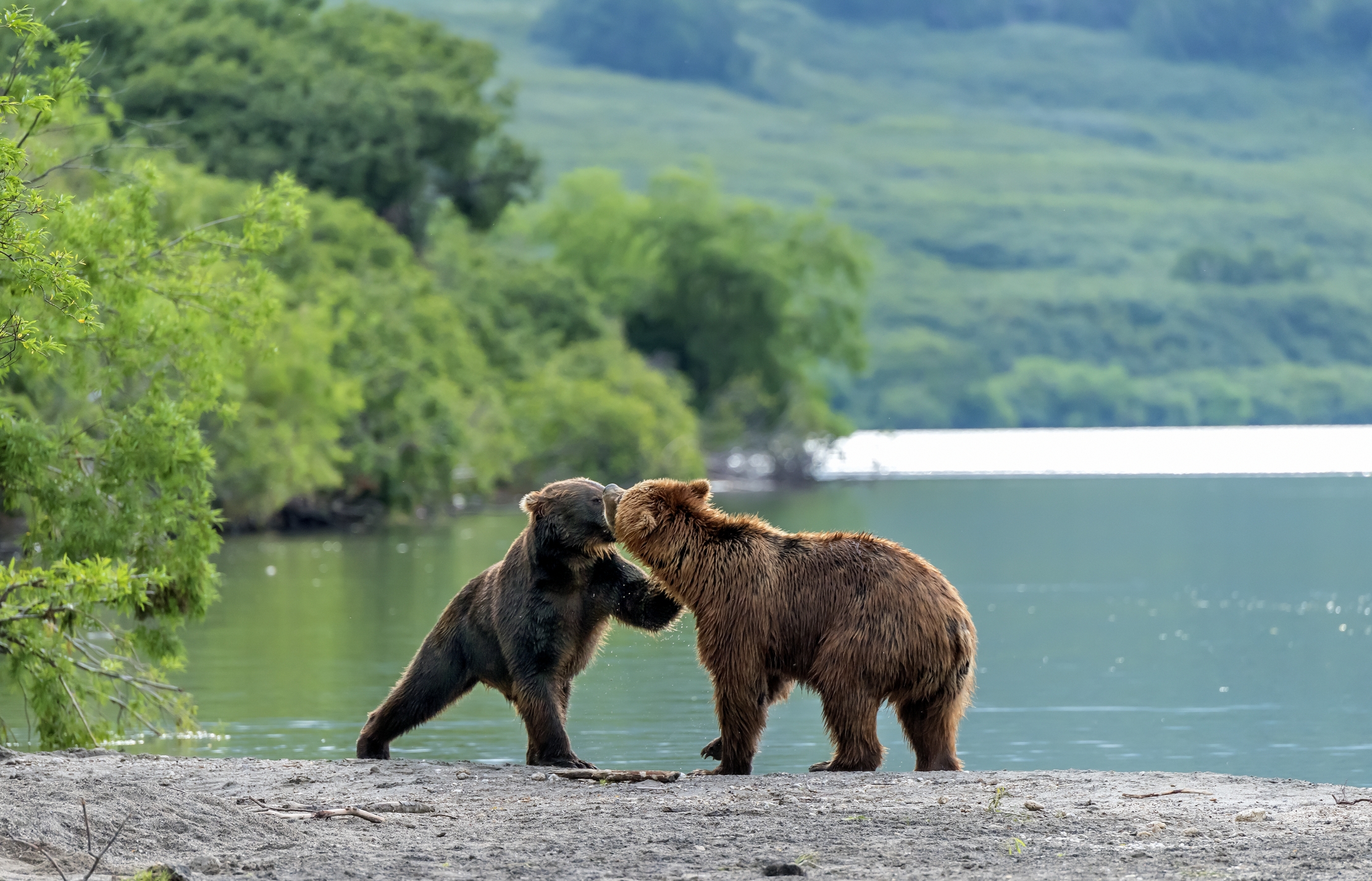 Kamchatka 2016 - Incontri