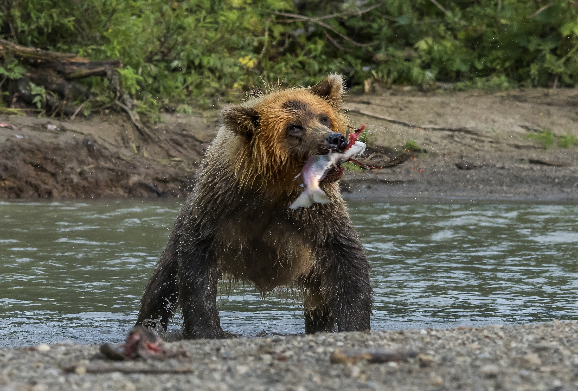 Kamchatka 2016 - Fishing and shaking