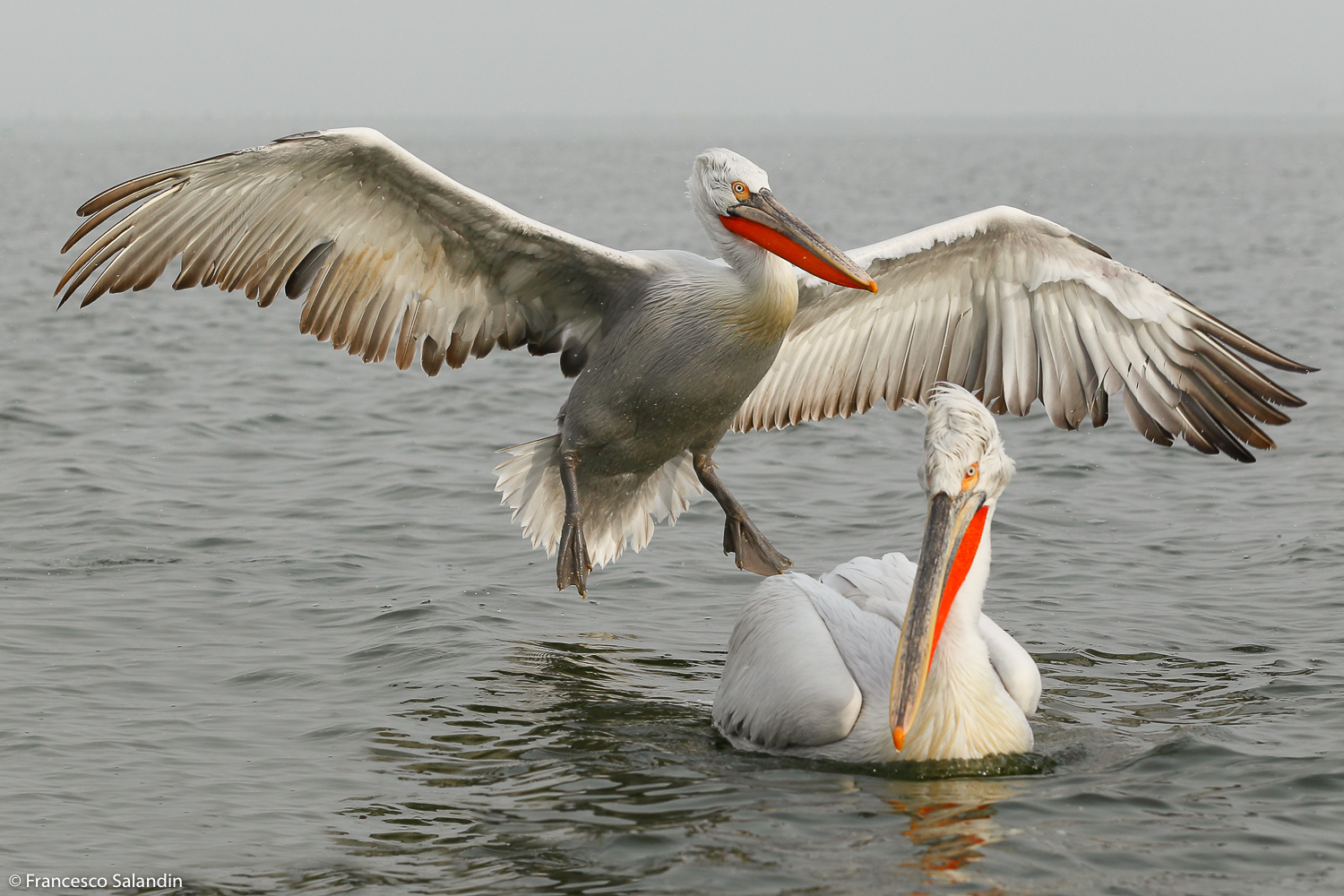 pelicans