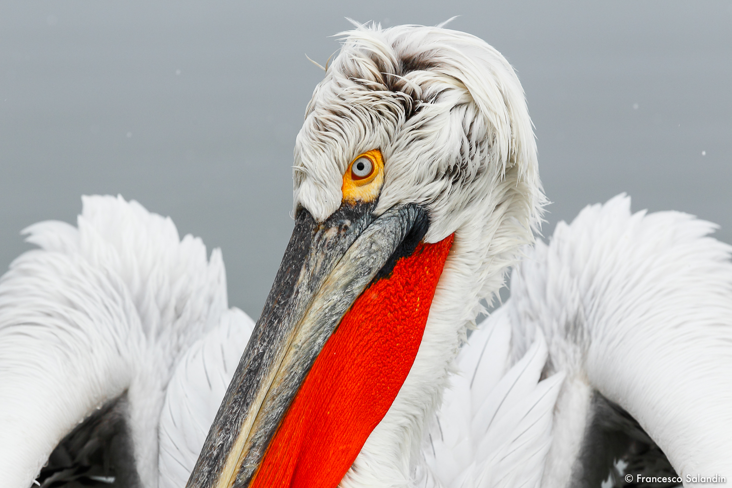 Pelican