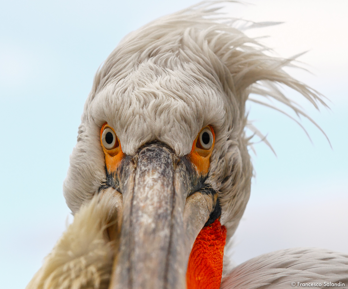 Pelican
