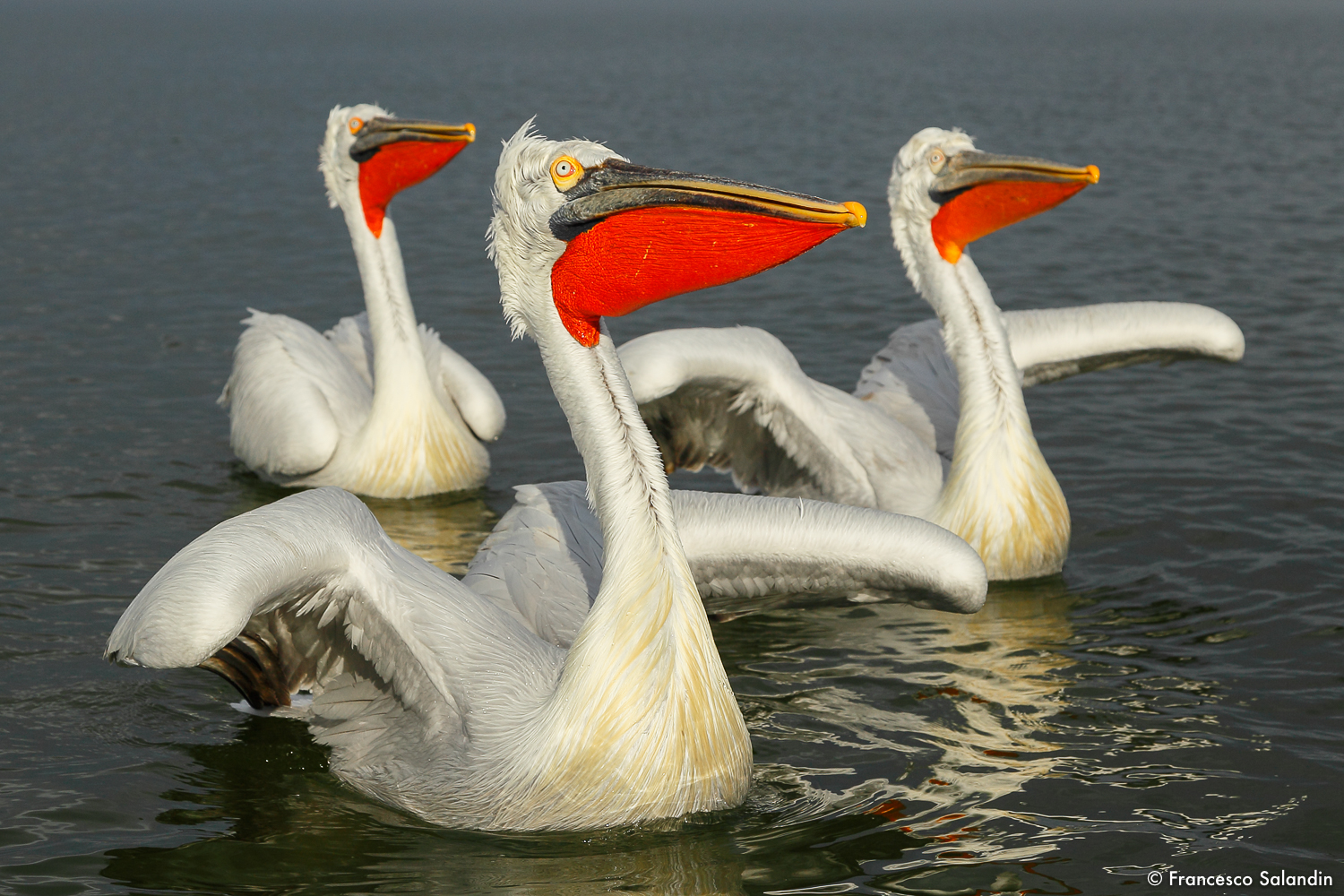 pelicans
