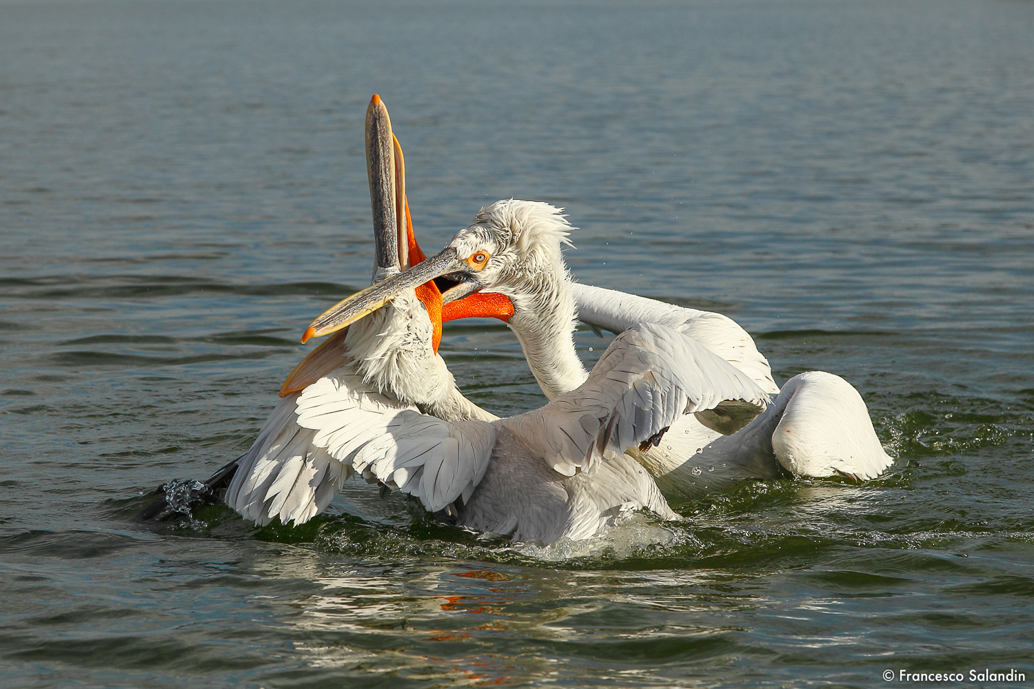 pelicans