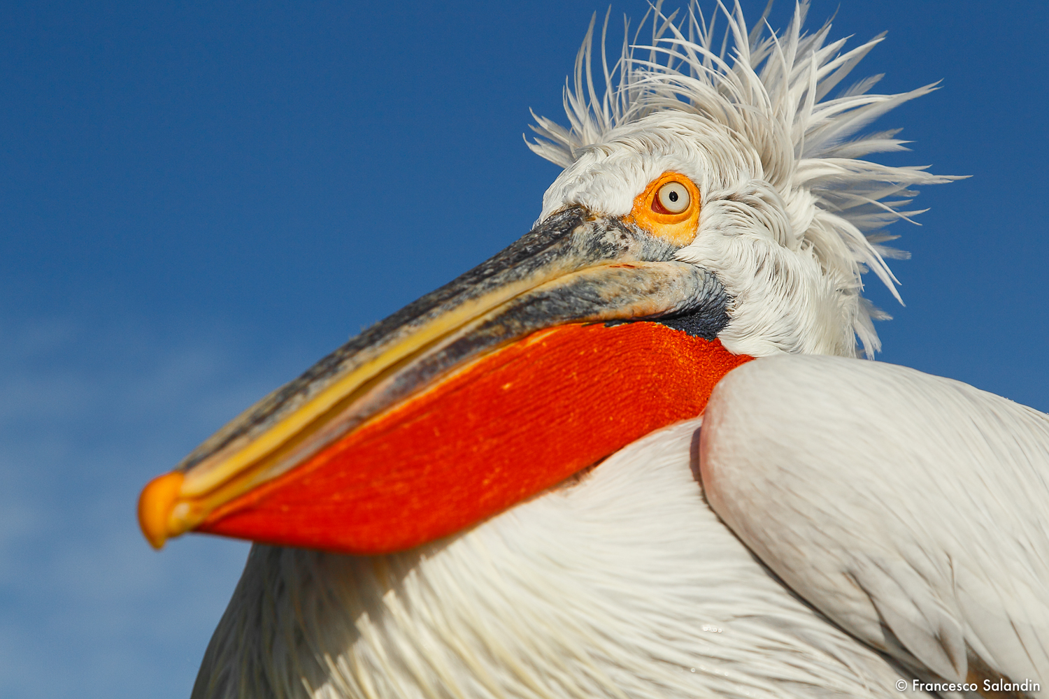 Pelican