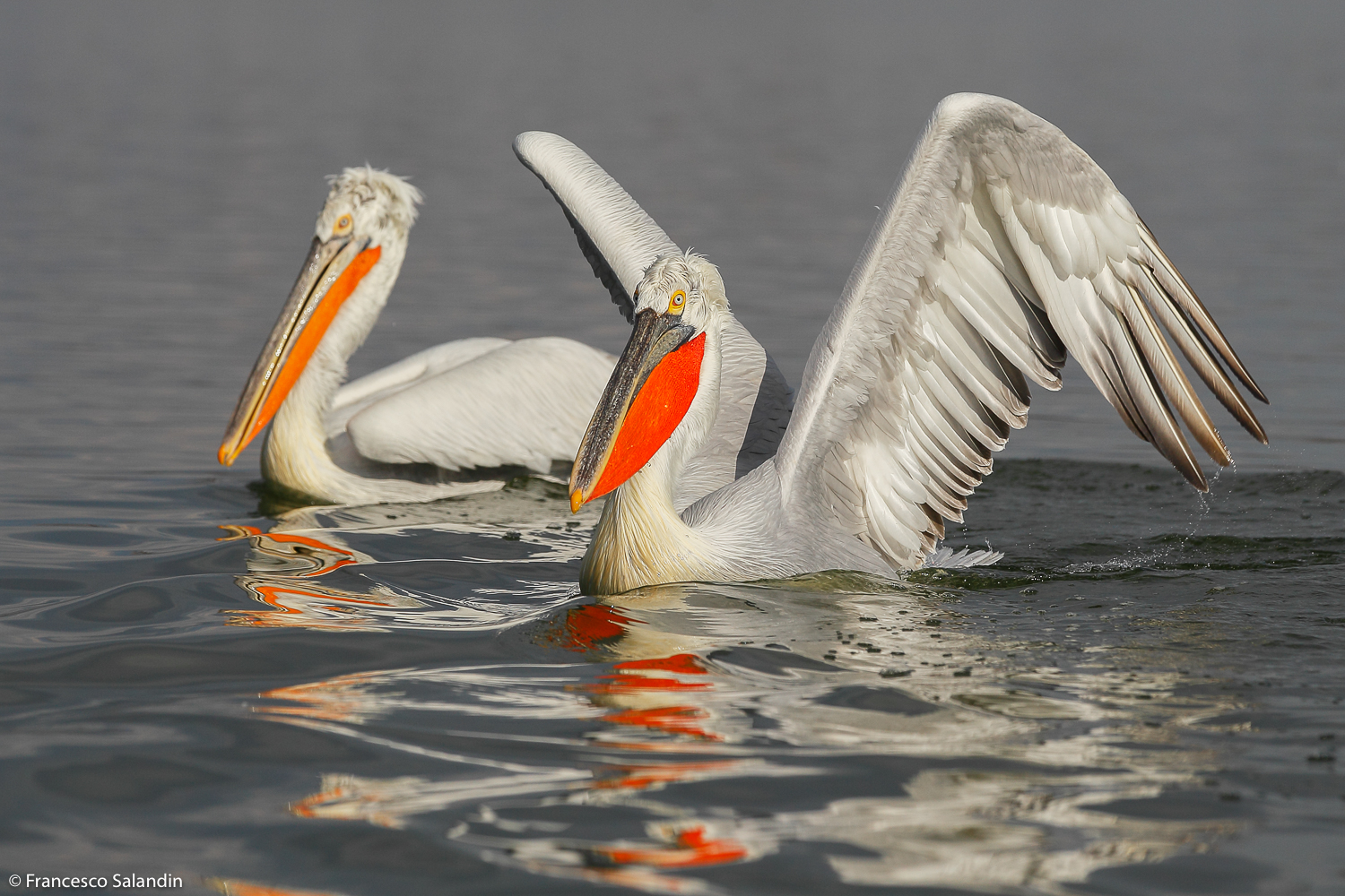 pelicans