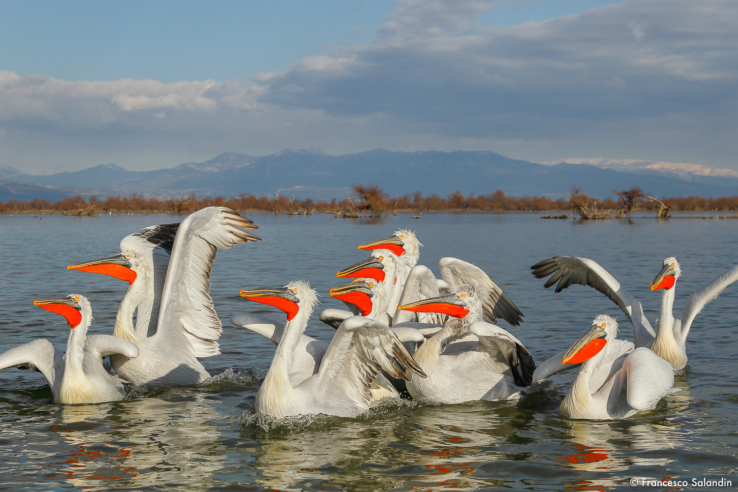 pelicans