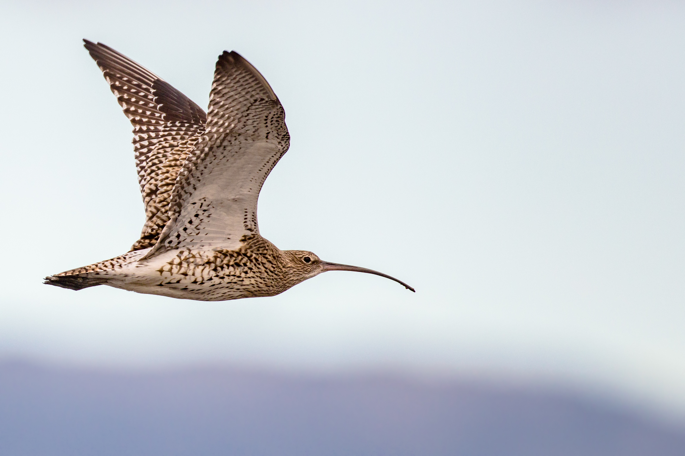 Curlew in flight