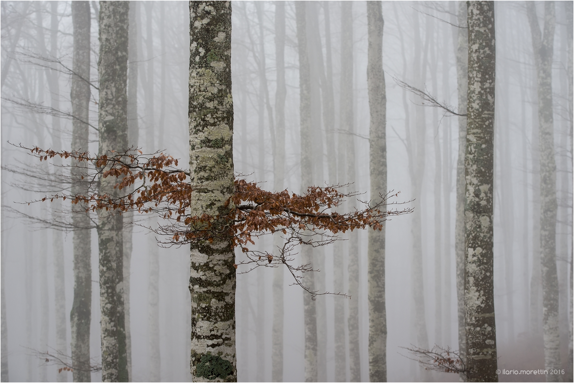 The fog in the forest