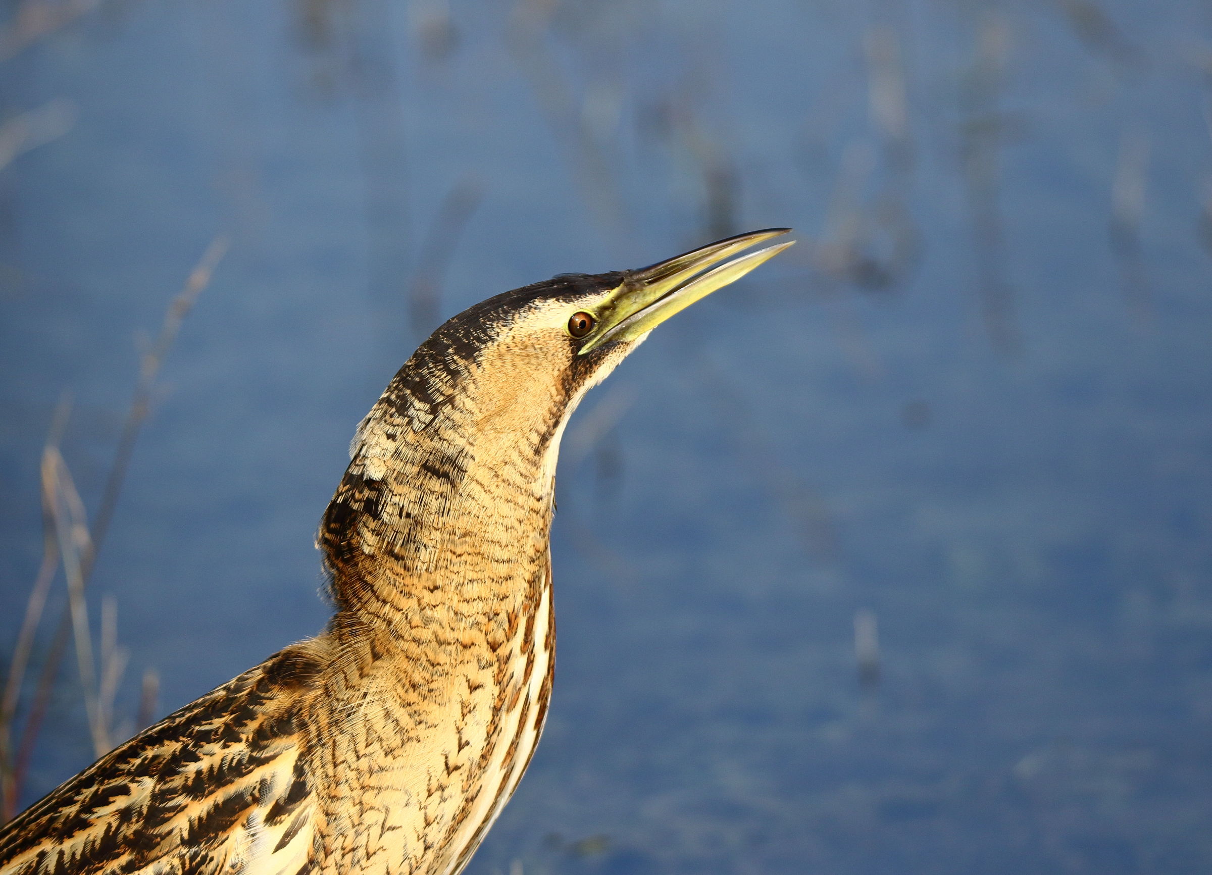 Bittern