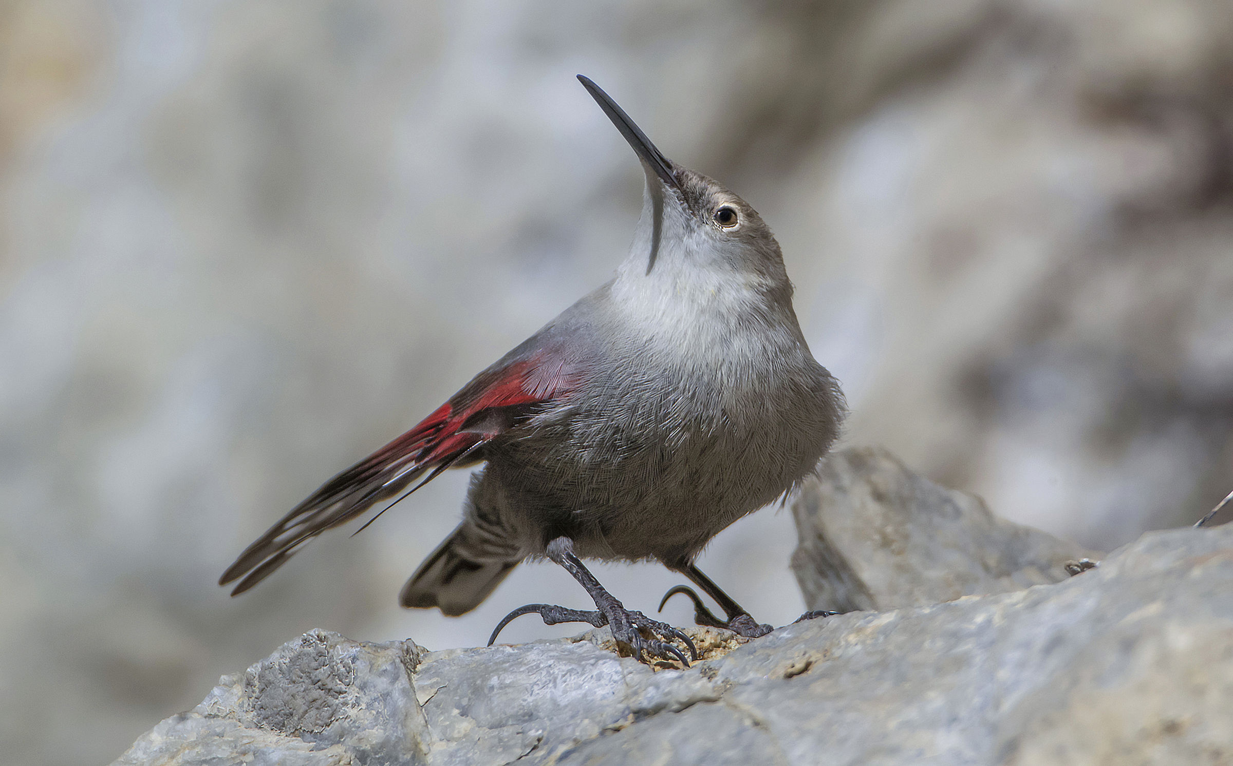 wallcreeper winter plumage