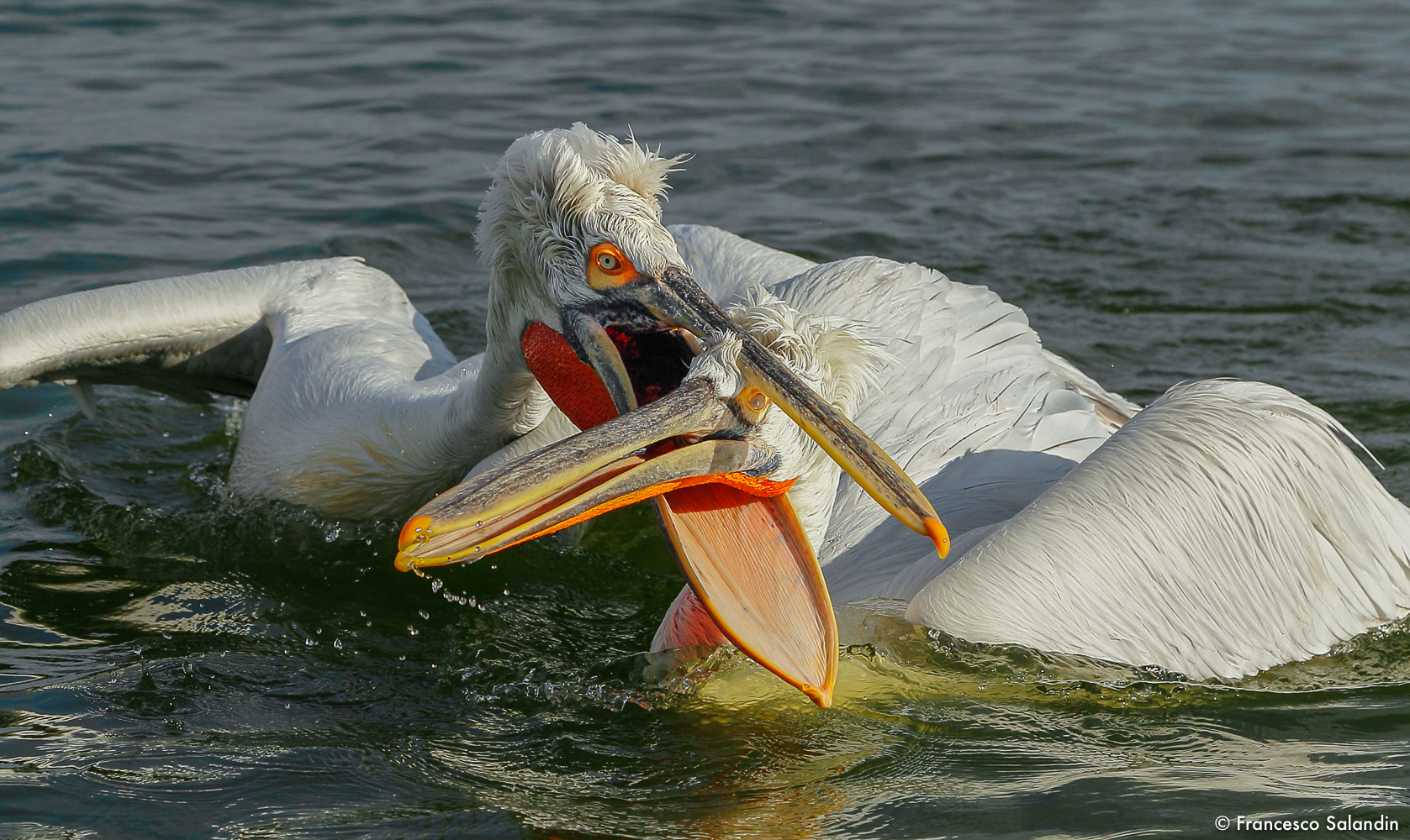 pelicans