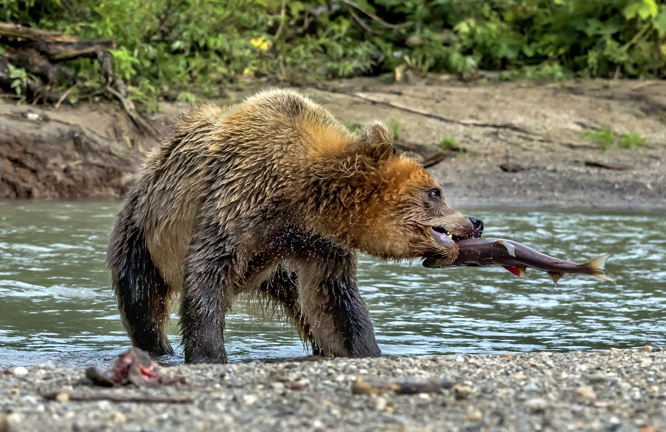 Kamchatka 2016 - Fishing and shaking
