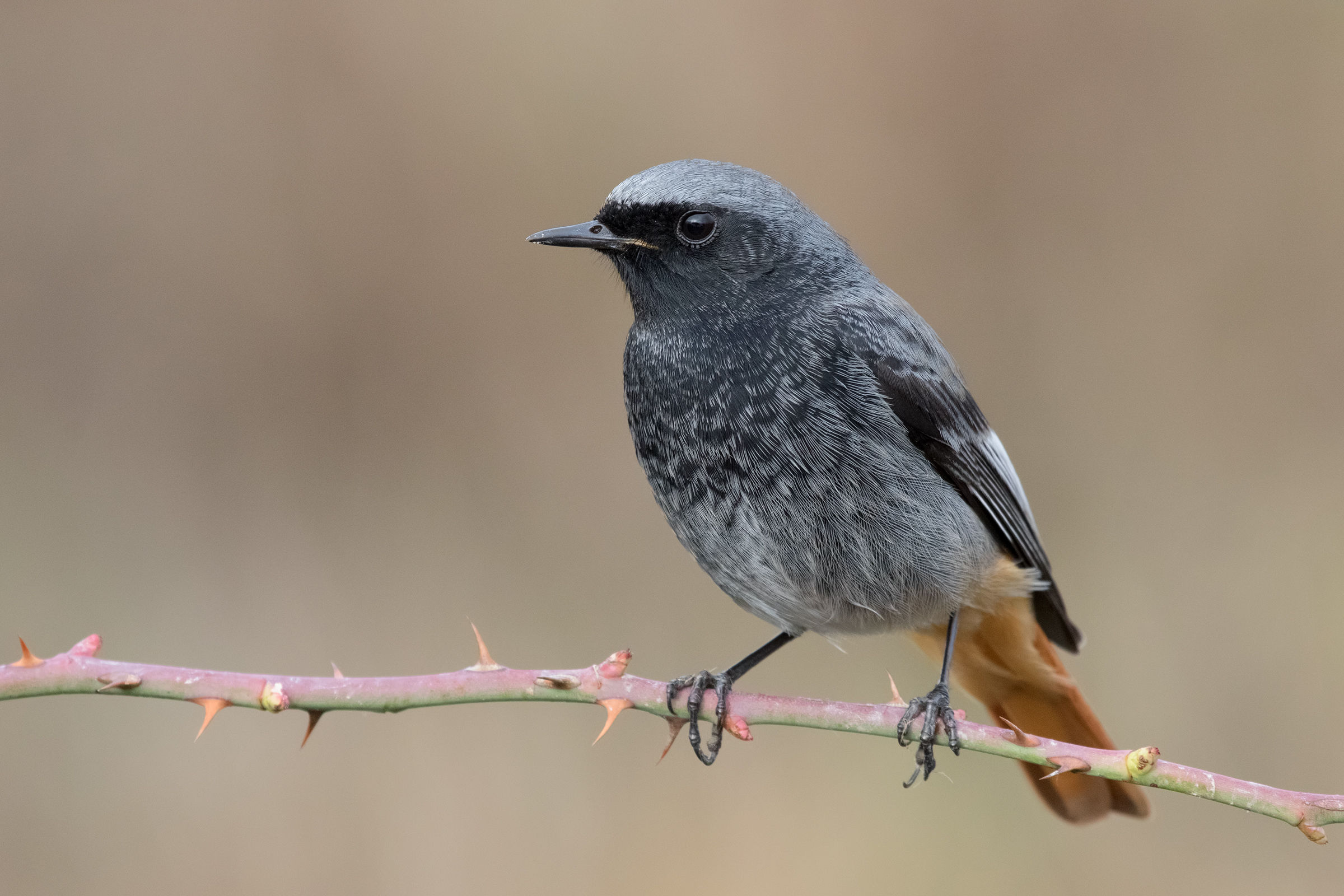 Codirosso spazzacamino (m)