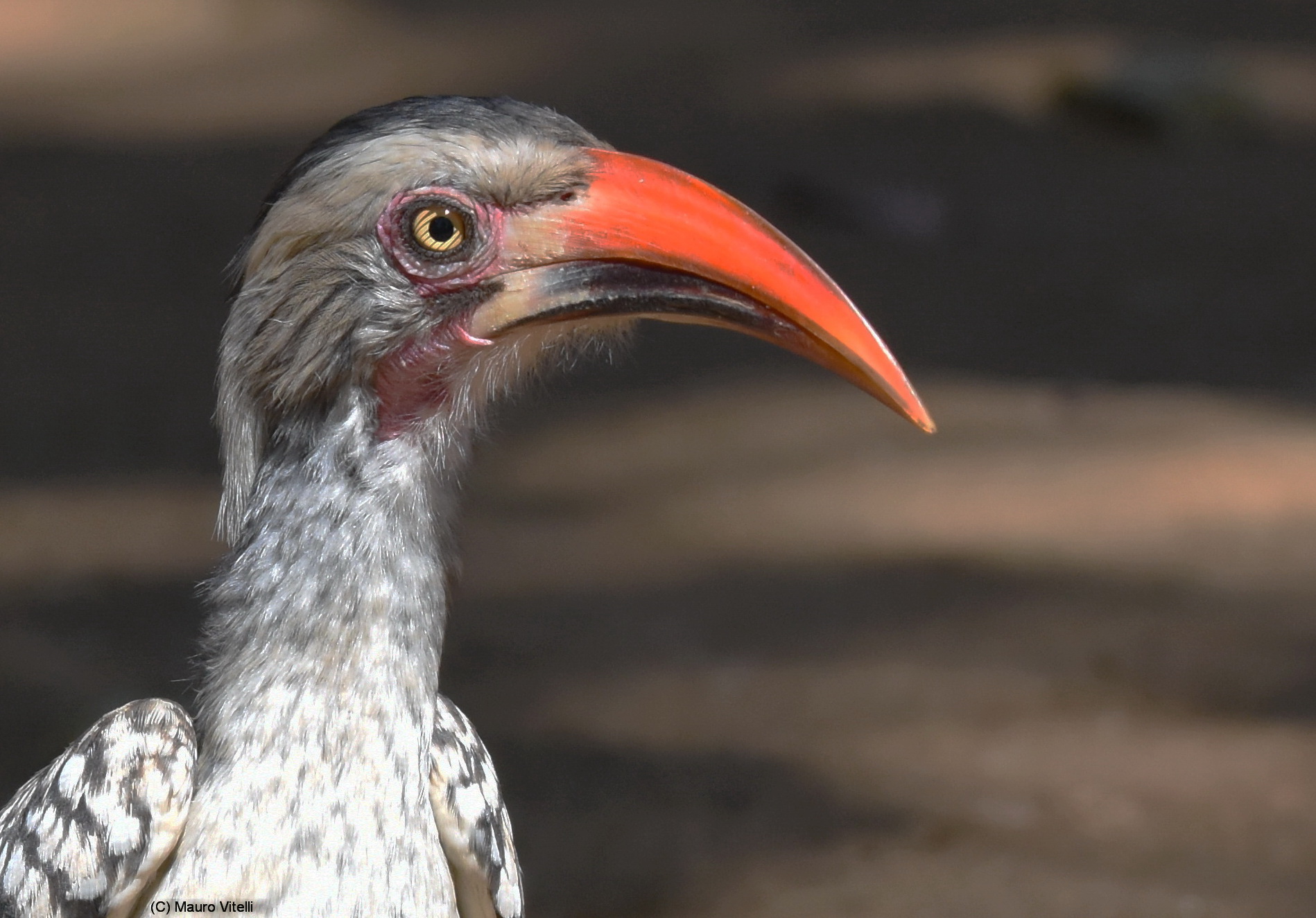 Southern Red-Billed Hornbill (Tockus rufirostris)