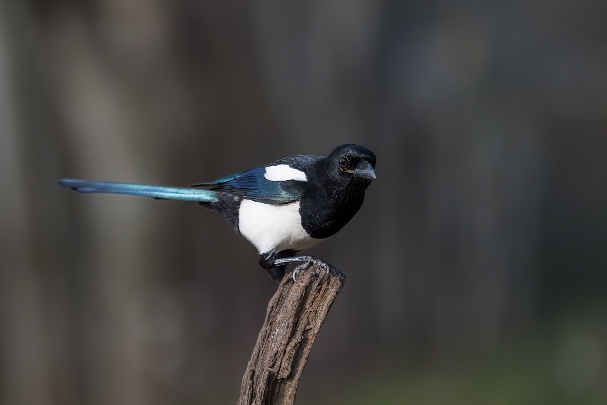 Magpie