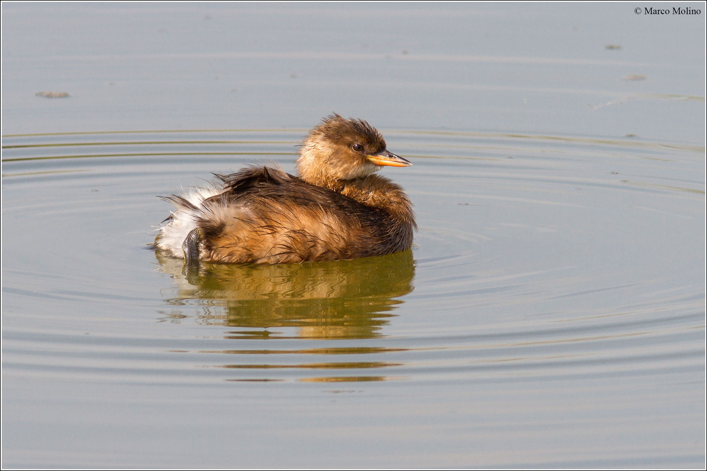 Tachybaptus ruficollis - Little Grebe