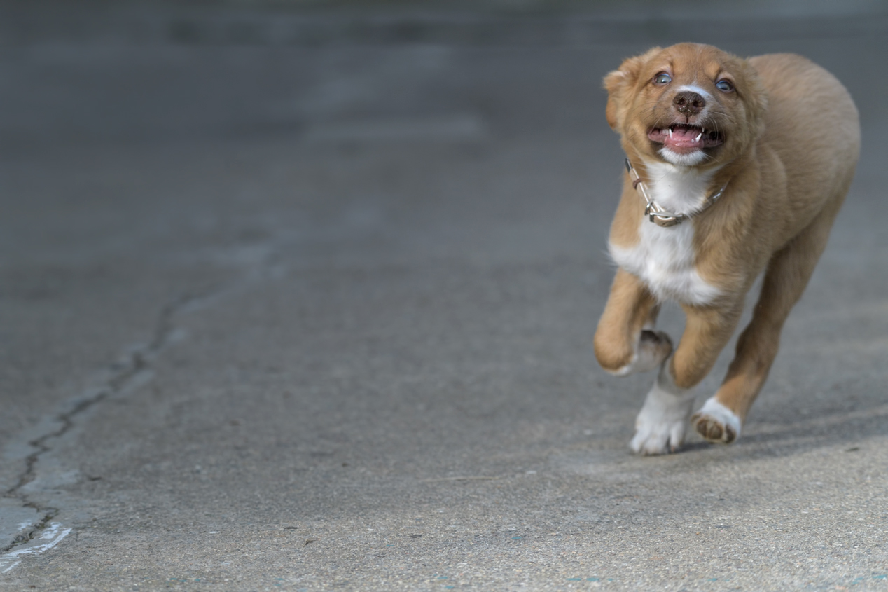 The puppy LEO - speeding