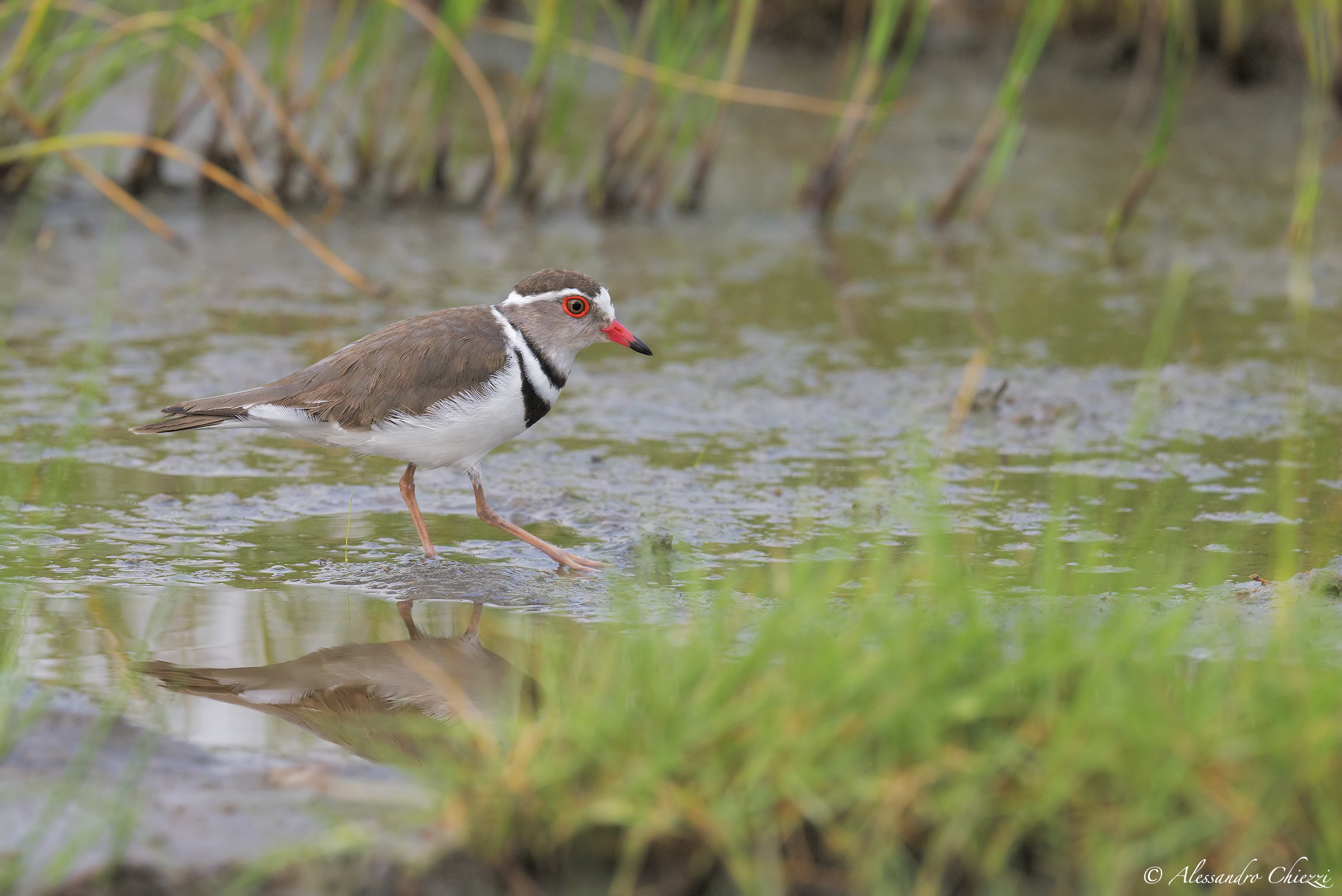 Corriere dai tre collari