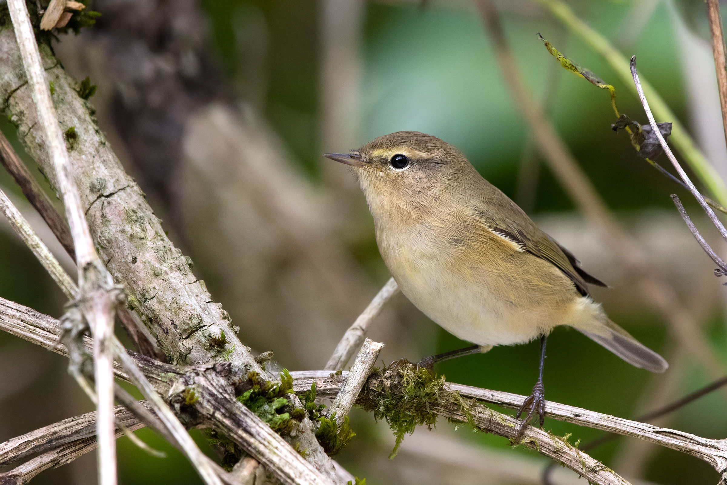 Chiffchaff