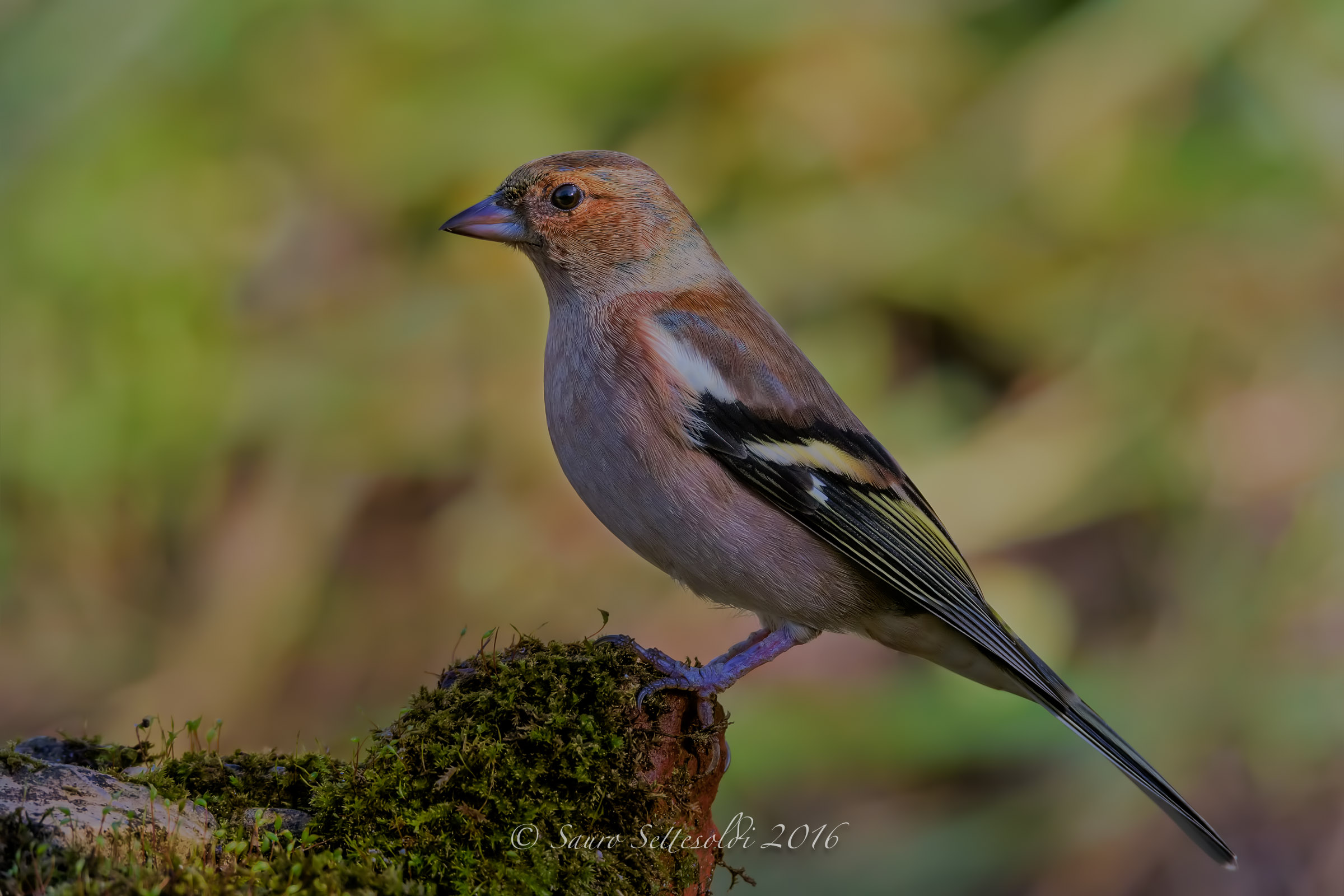Chaffinch haughty !!!