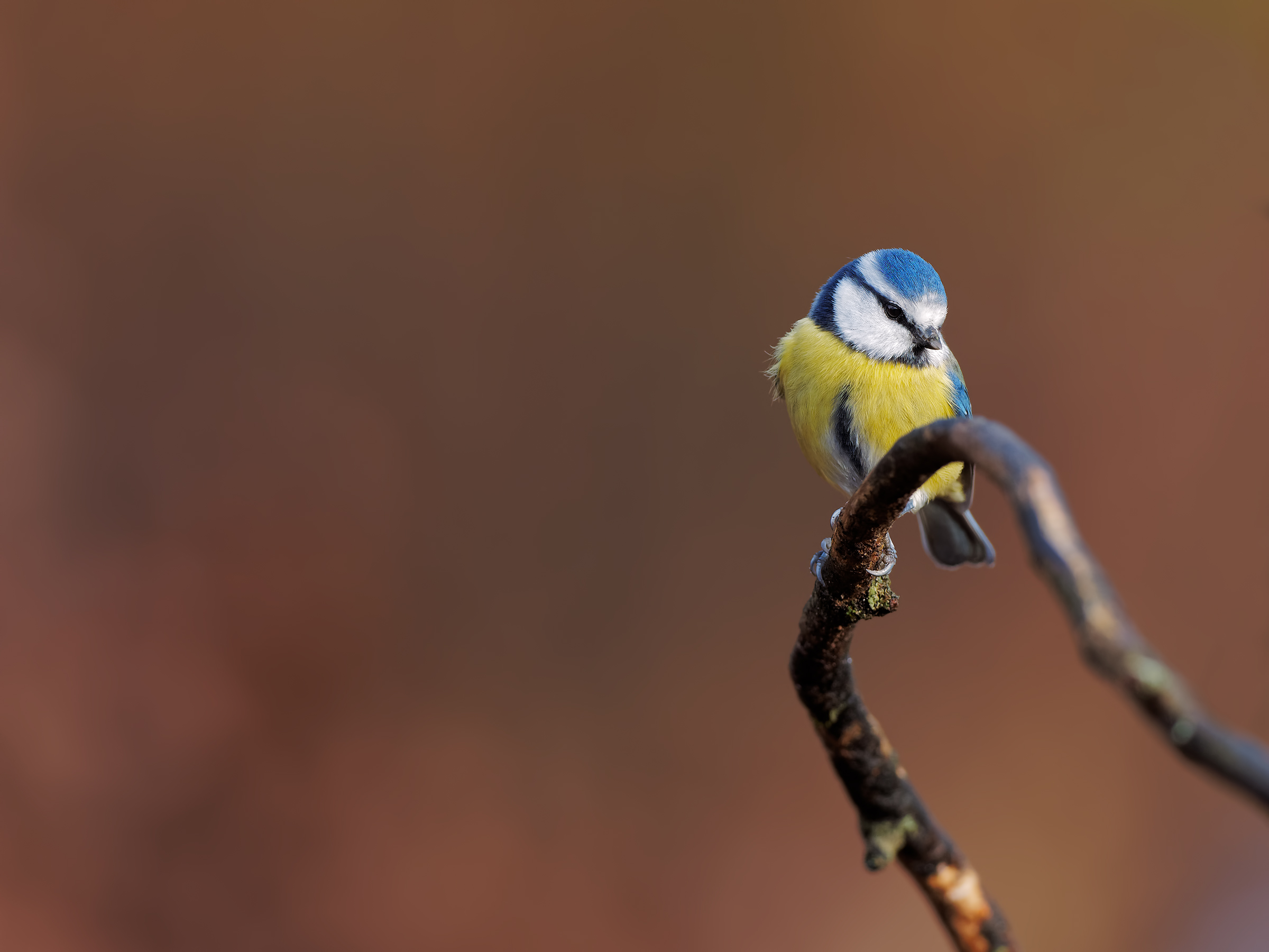 Blue tit posing