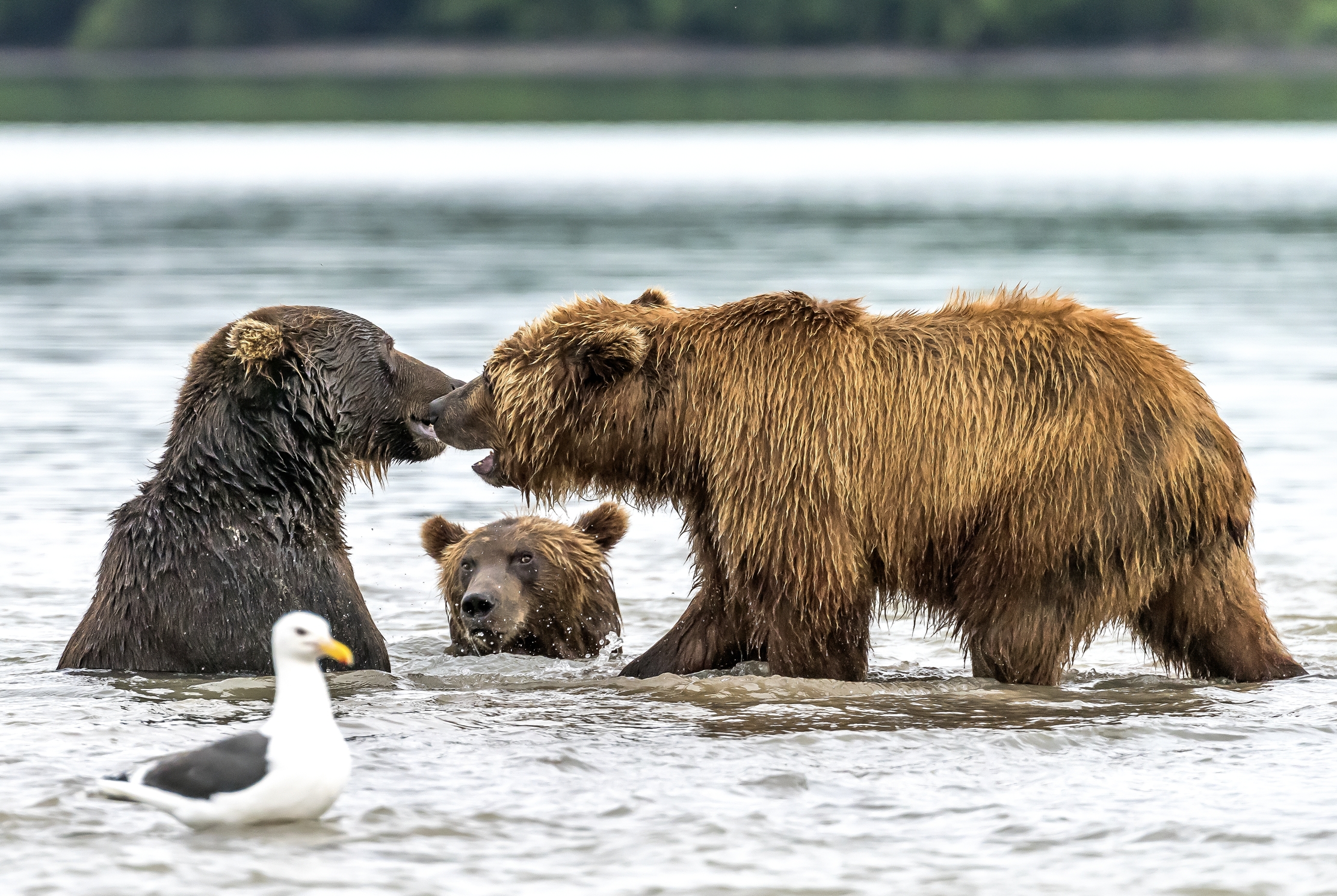Kamchatka 2016 - Terzetto