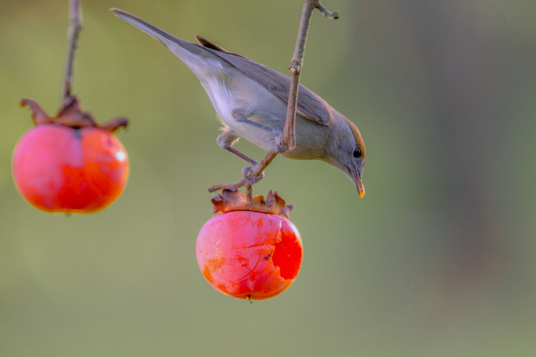 female blackcap