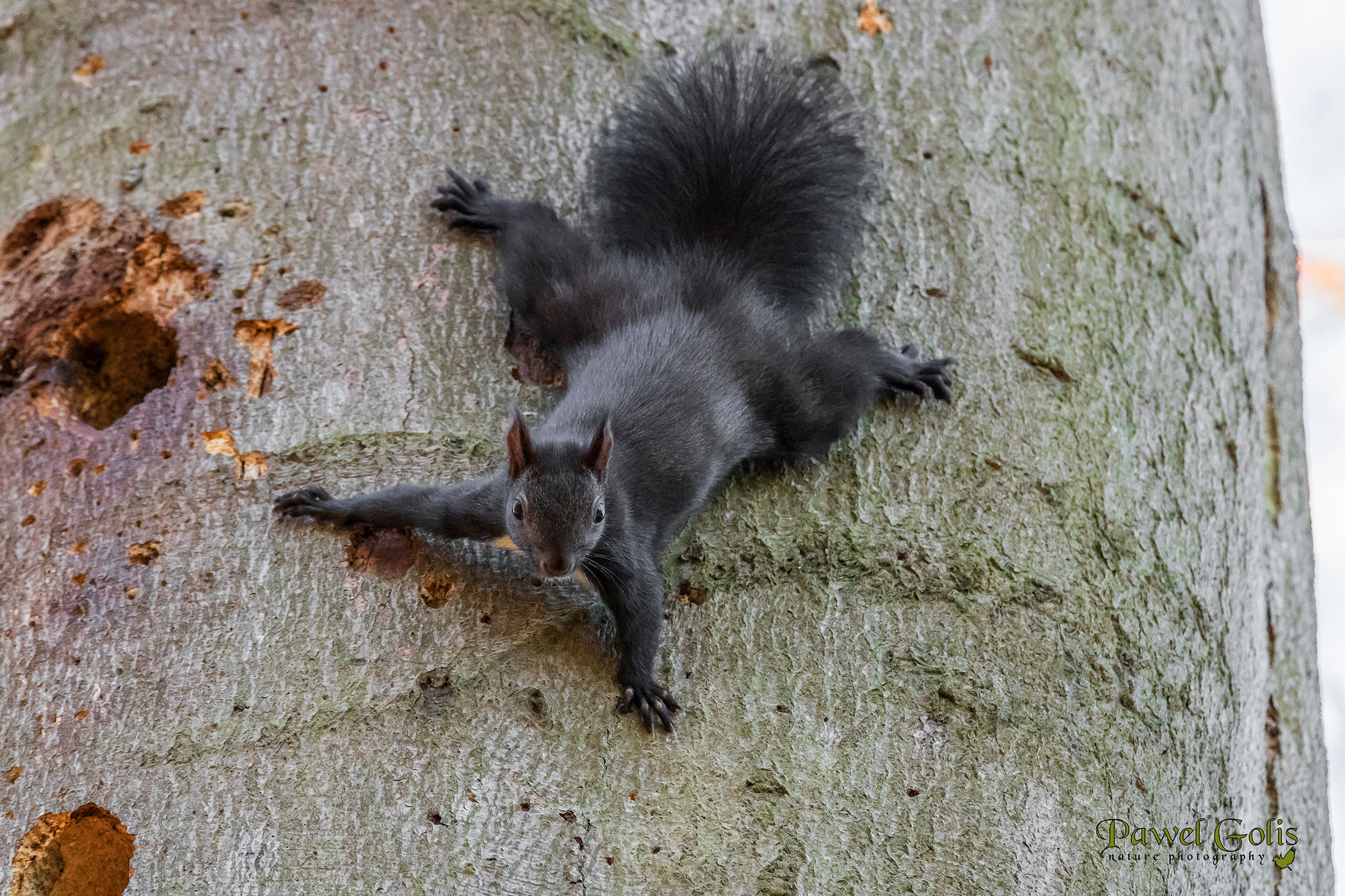 Eastern gray squirrel