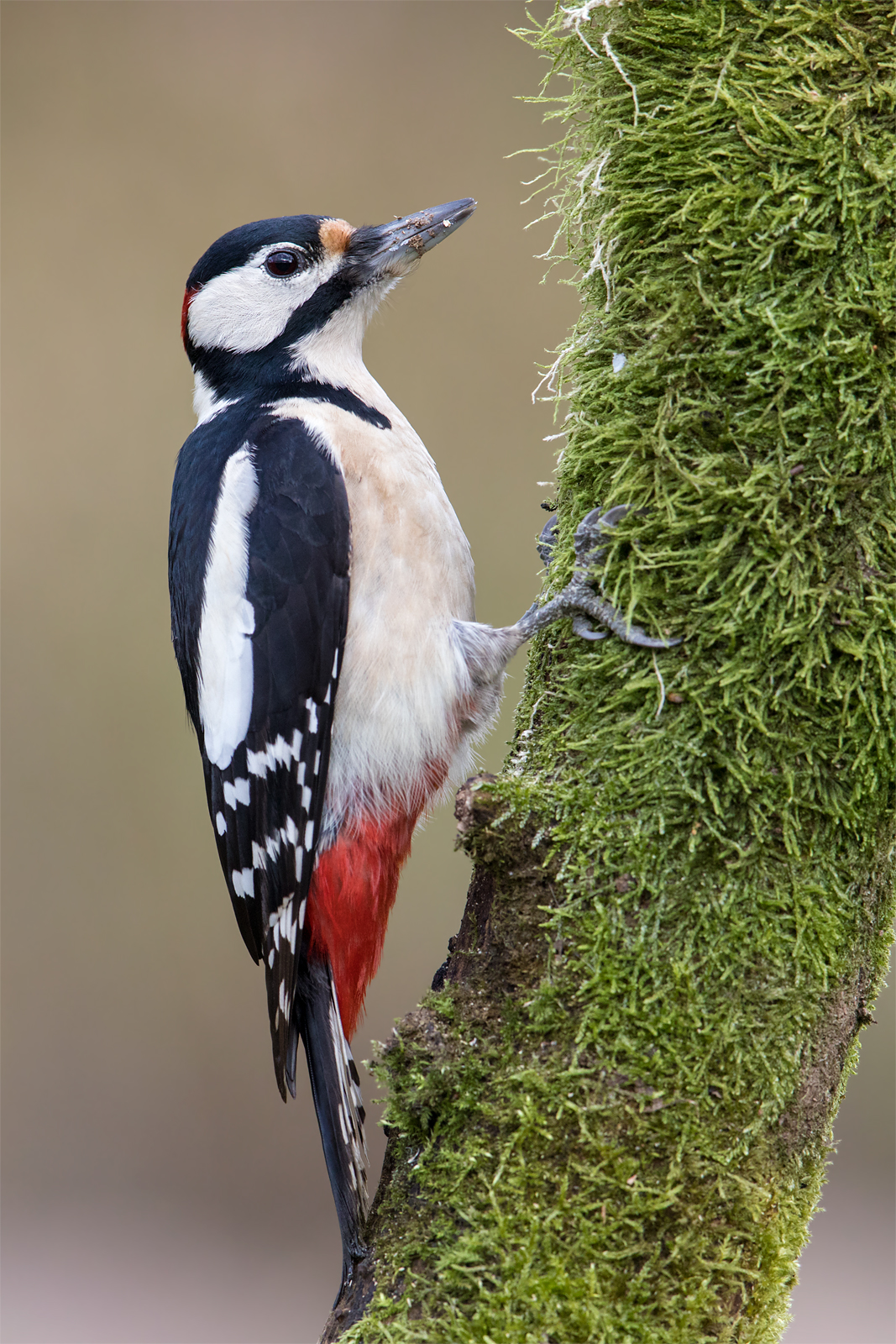 Picchio grande-rosso (campagne principali)