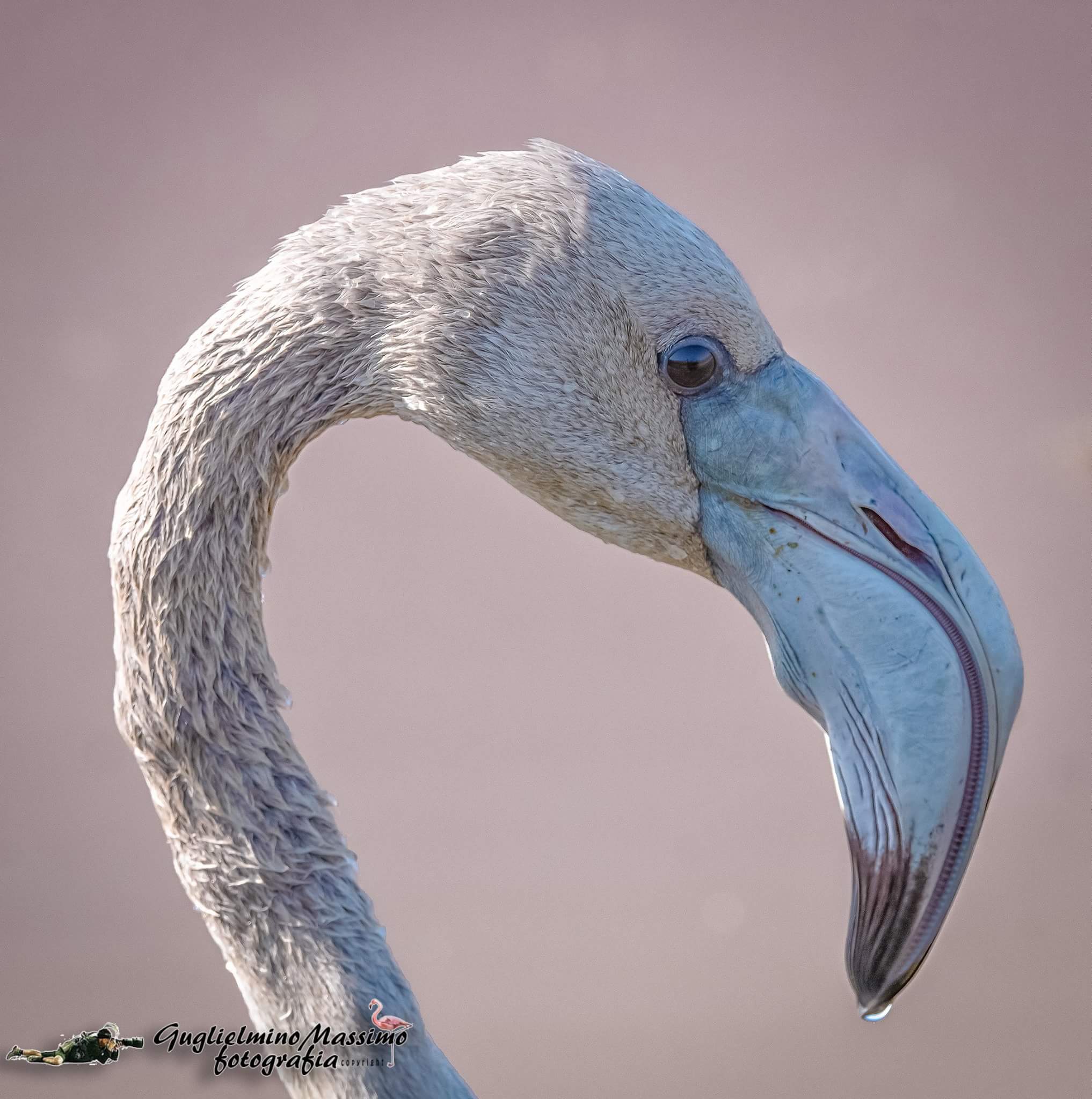 Profile of a young flamingo