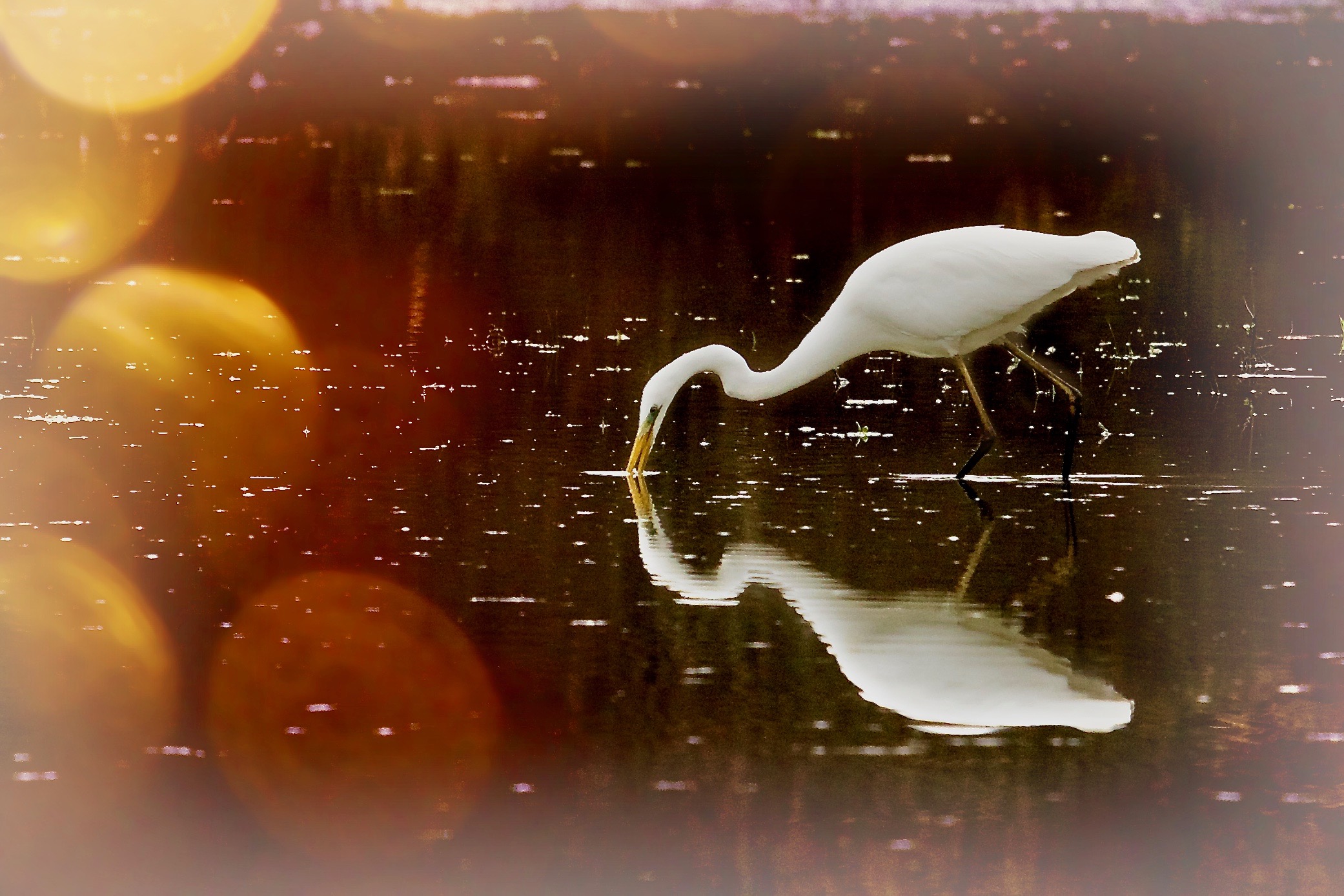 Heron Maggiore in Autumn