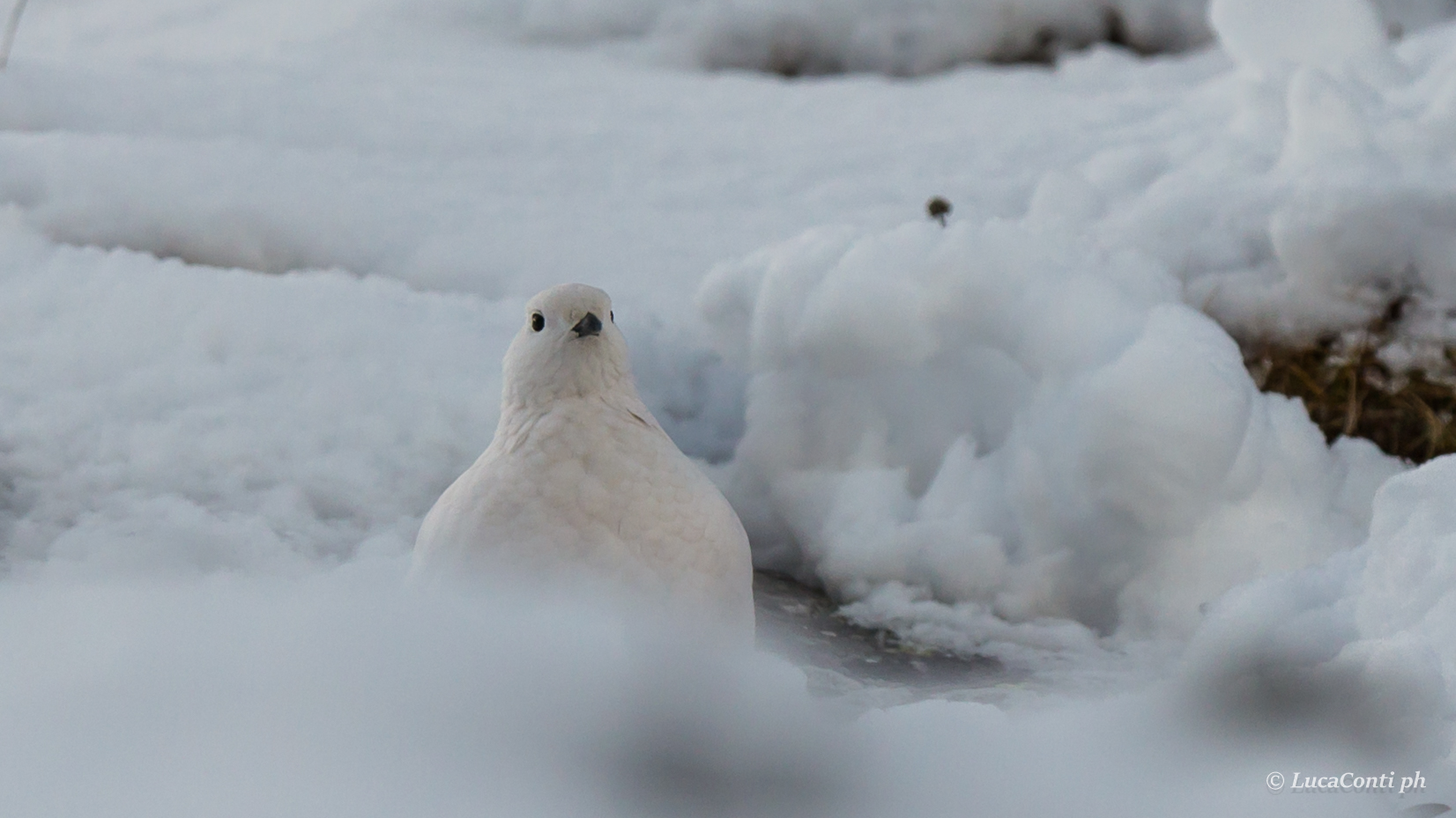 Ptarmigan female (valsassina)